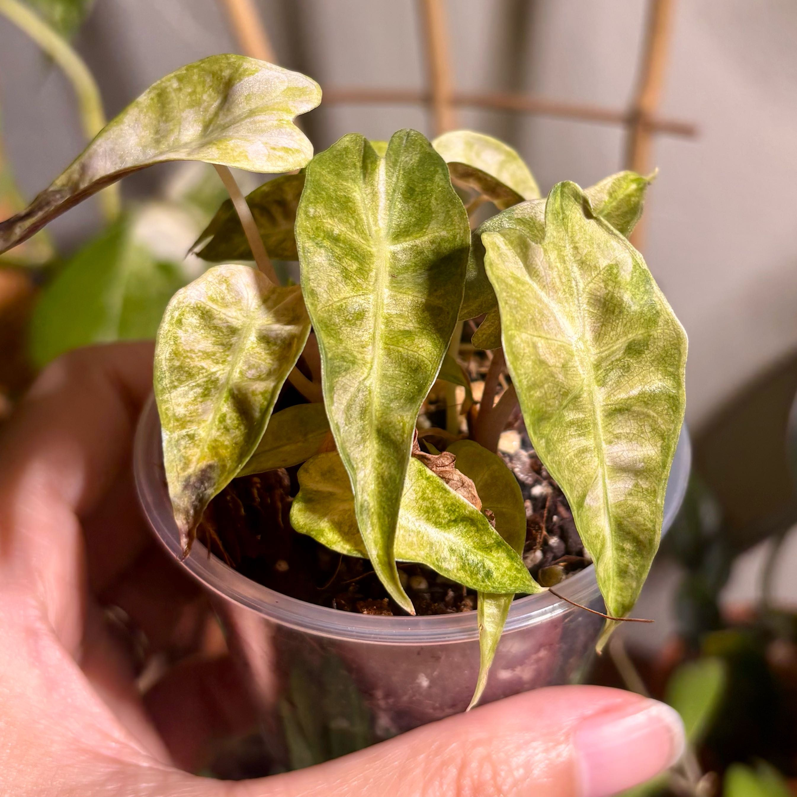 Photo of the plant species Alocasia Polly Aurea by @CoriVanSwae named Alocasia Polly Aurea on Greg, the plant care app