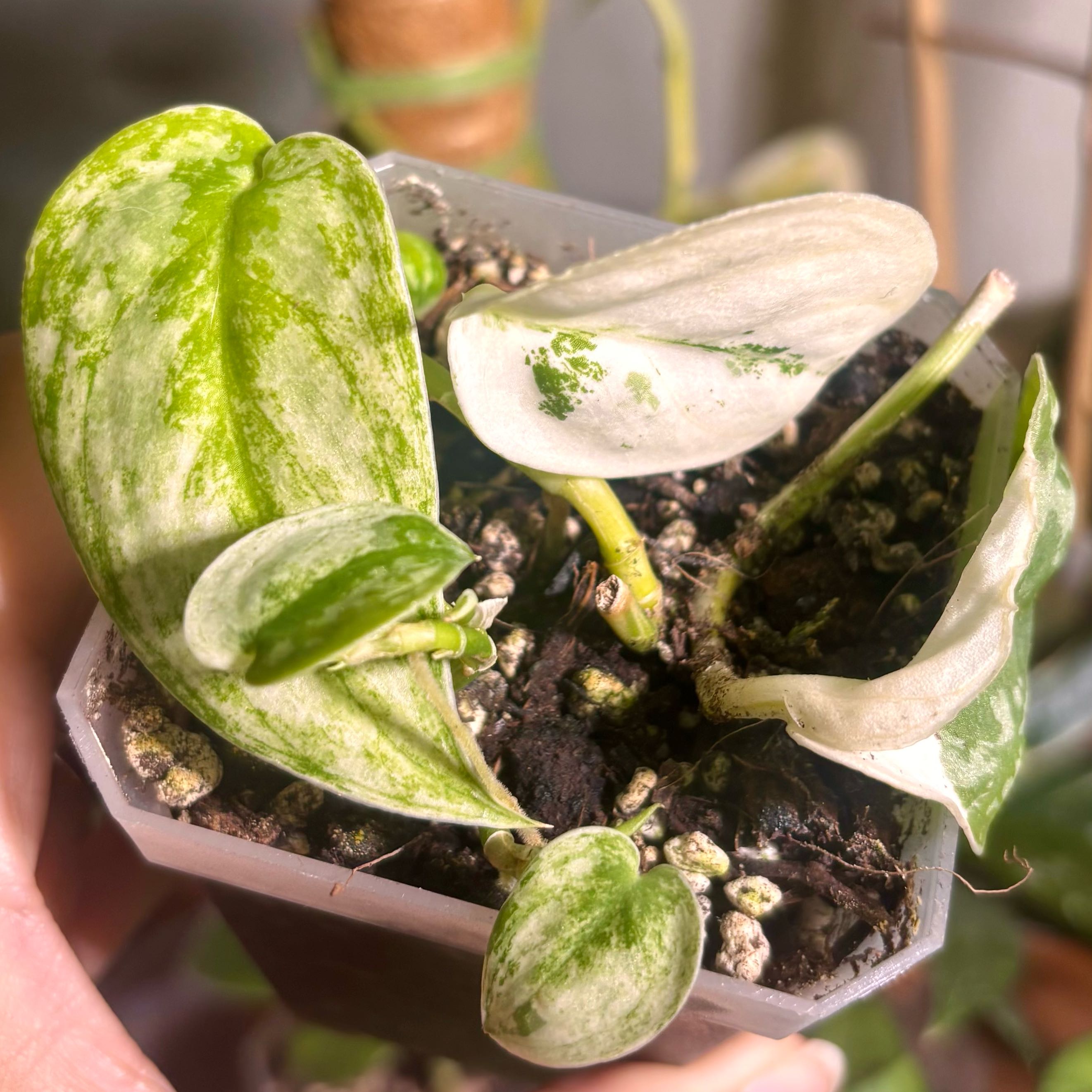 Photo of the plant species Variegated Scindapsus Mayari by @CoriVanSwae named Scindapsus Mayari on Greg, the plant care app