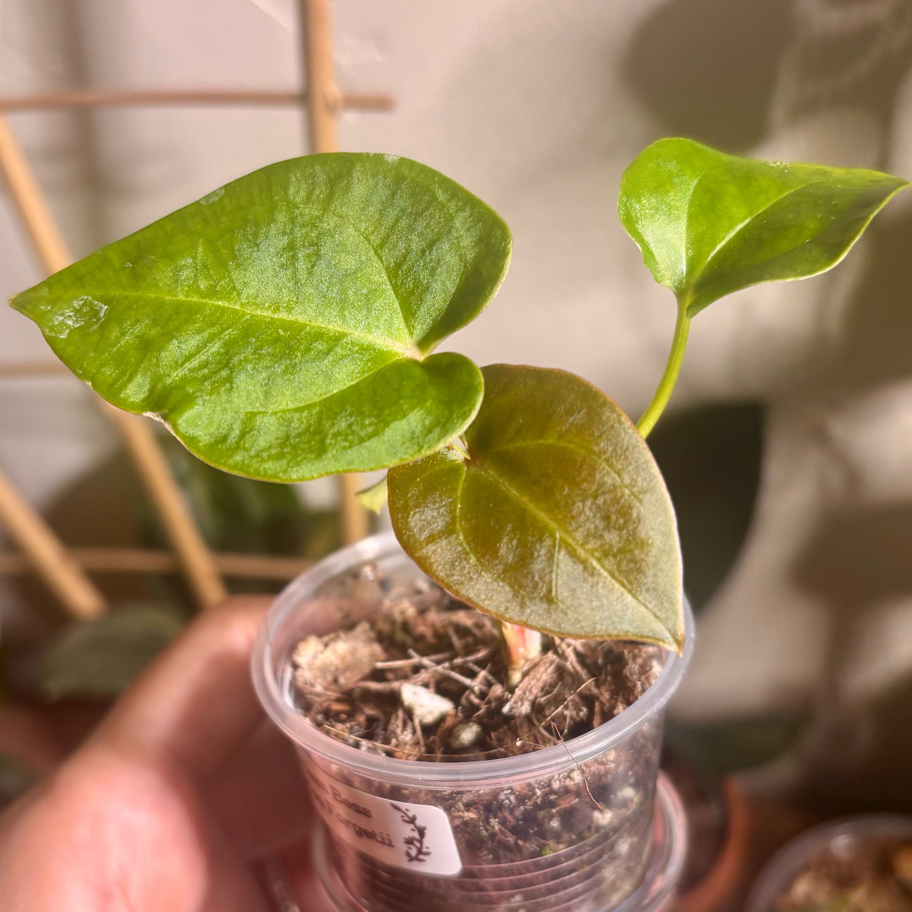 Photo of the plant species Anthurium besseae aff x forgetii by @CoriVanSwae named Anthurium Besseae Aff x Mag Forgetii on Greg, the plant care app