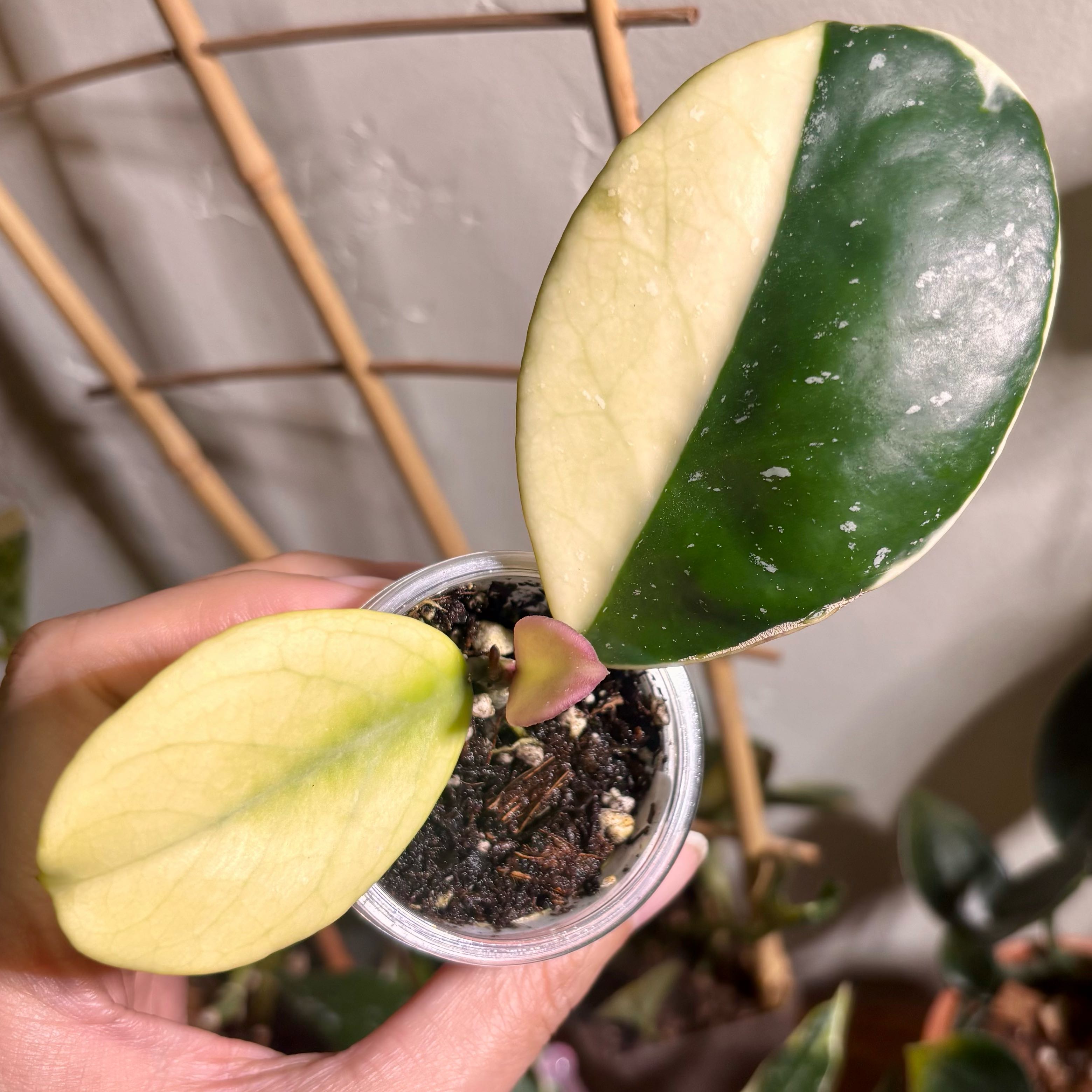 Photo of the plant species Hoya Obovata Variegated by @CoriVanSwae named Hoya Obovata Outer Variegated on Greg, the plant care app