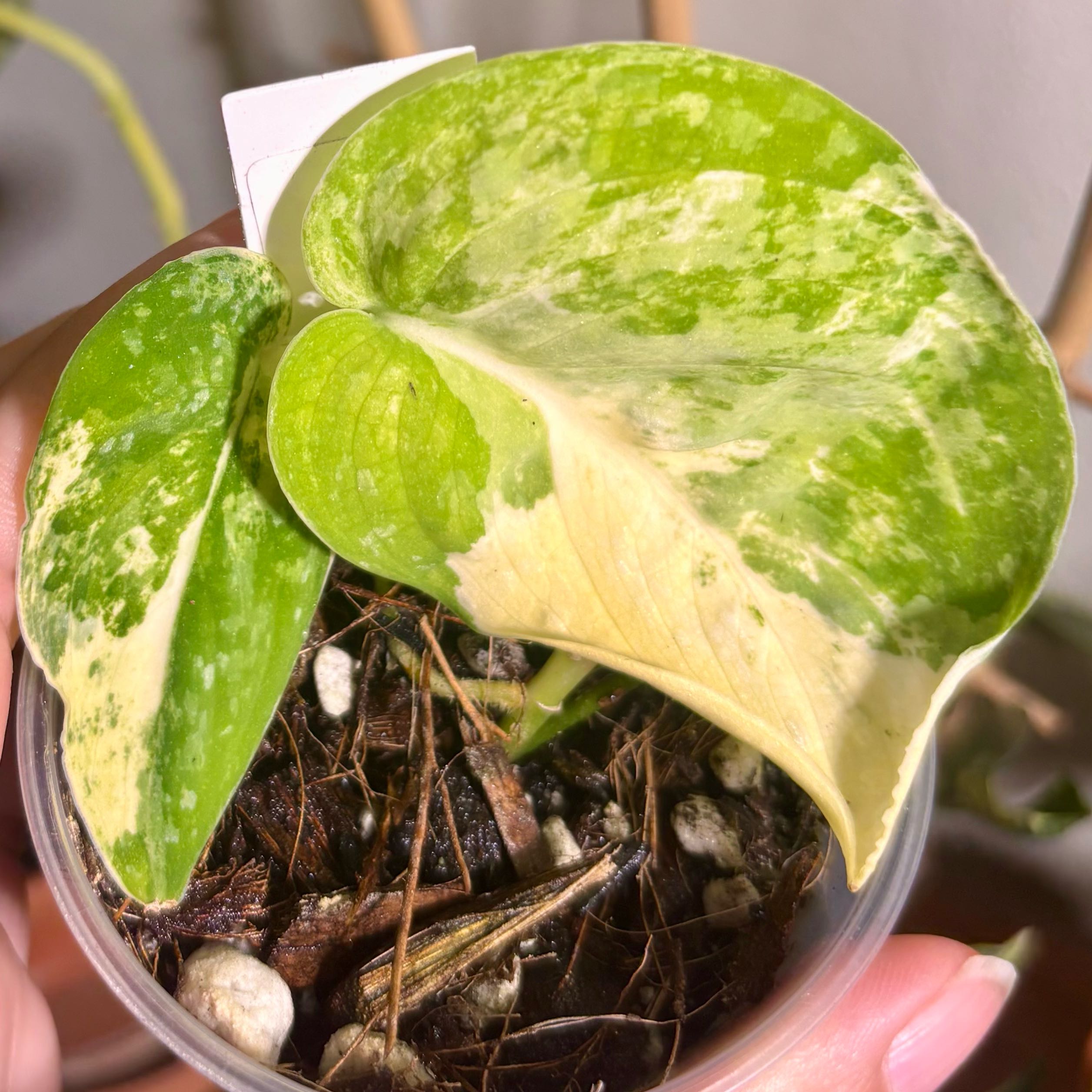 Photo of the plant species Scindapsus variegated by @CoriVanSwae named Scindapsus Mangurai Variegated on Greg, the plant care app