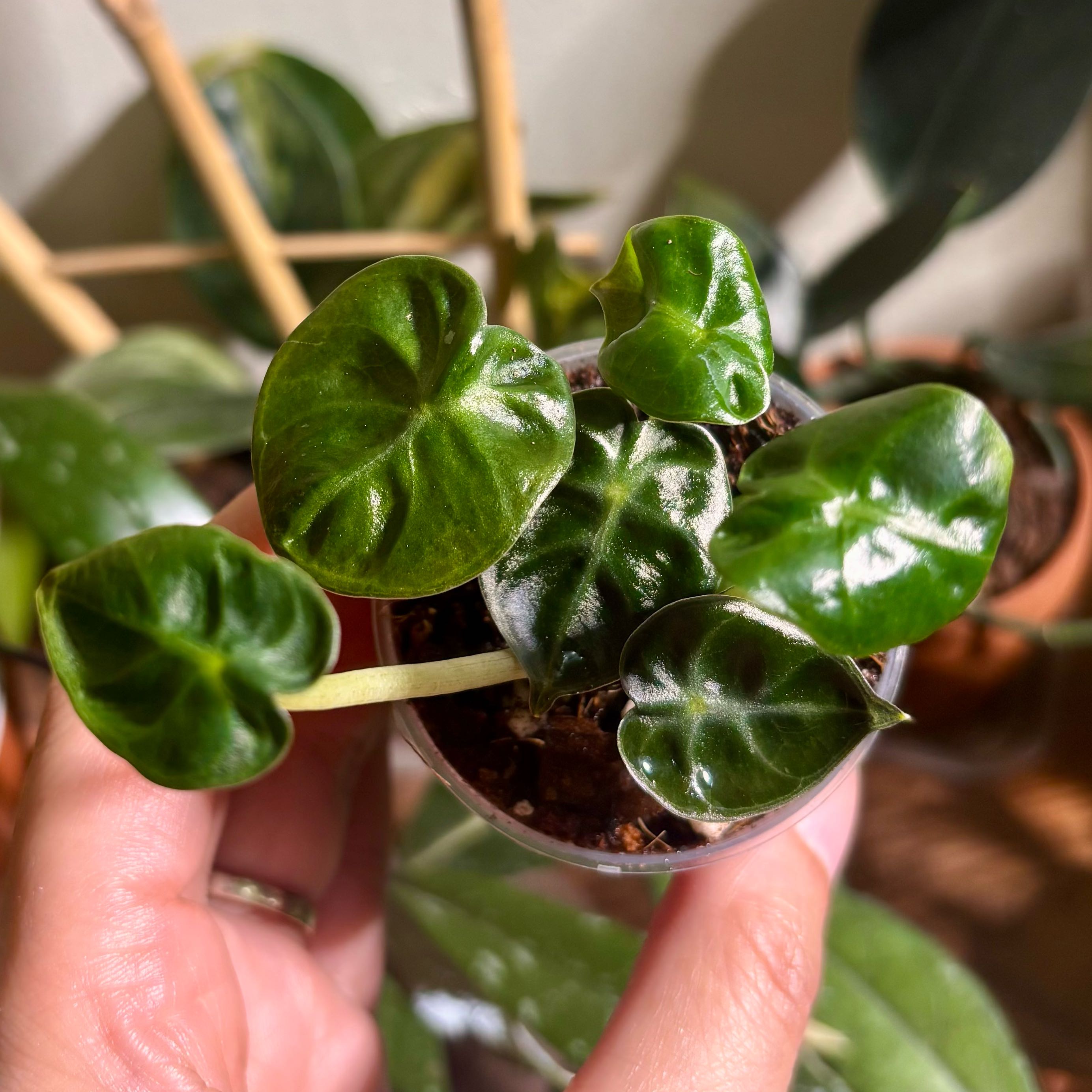 Photo of the plant species Balloon Heart by @CoriVanSwae named Alocasia Balloon Heart (From pink mother) on Greg, the plant care app