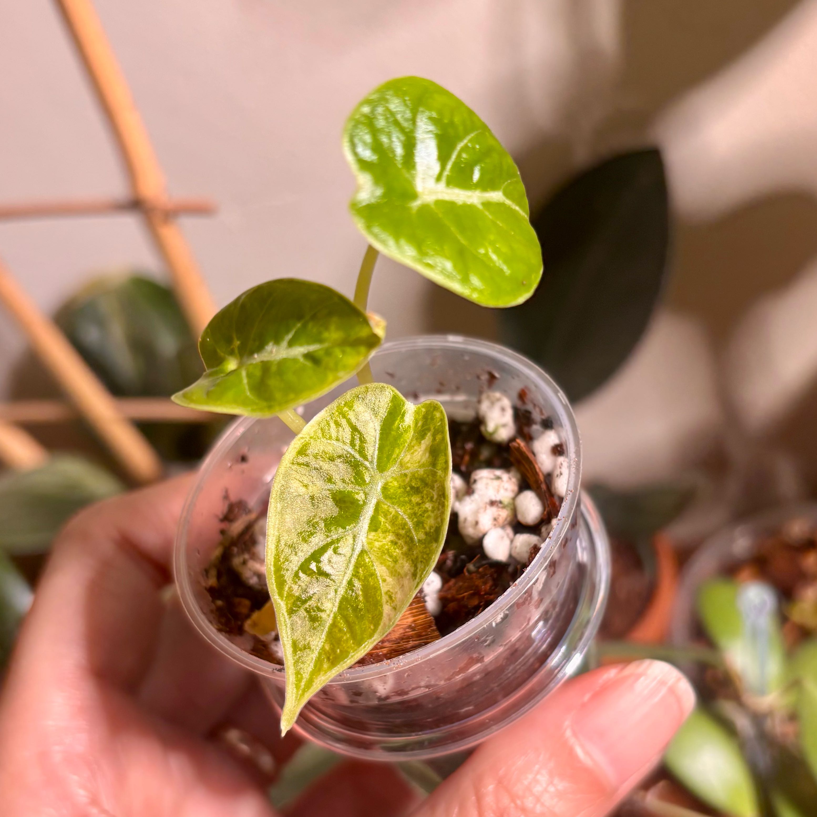 Photo of the plant species Alocasia longiloba by @CoriVanSwae named Alocasia Pink Watsoniana on Greg, the plant care app