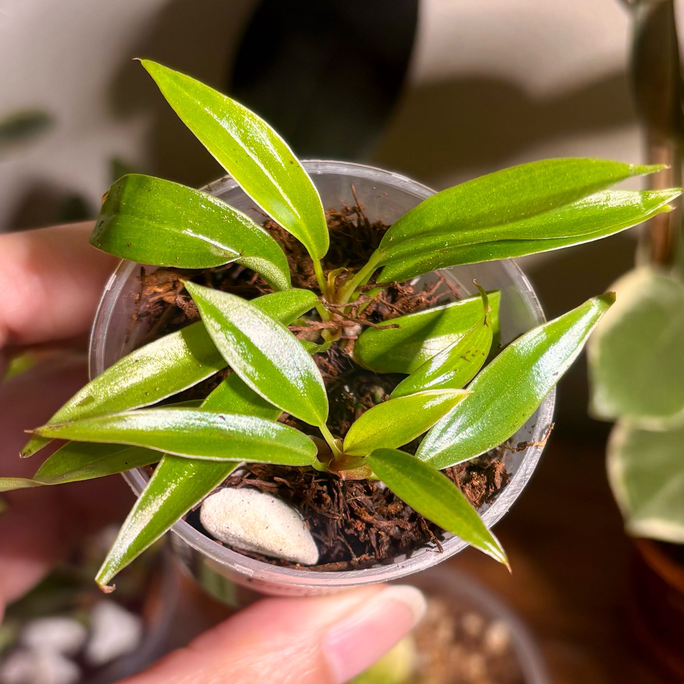 Photo of the plant species Carmel Marble Philodendron by @CoriVanSwae named Carmel Marble Green Philodendron on Greg, the plant care app