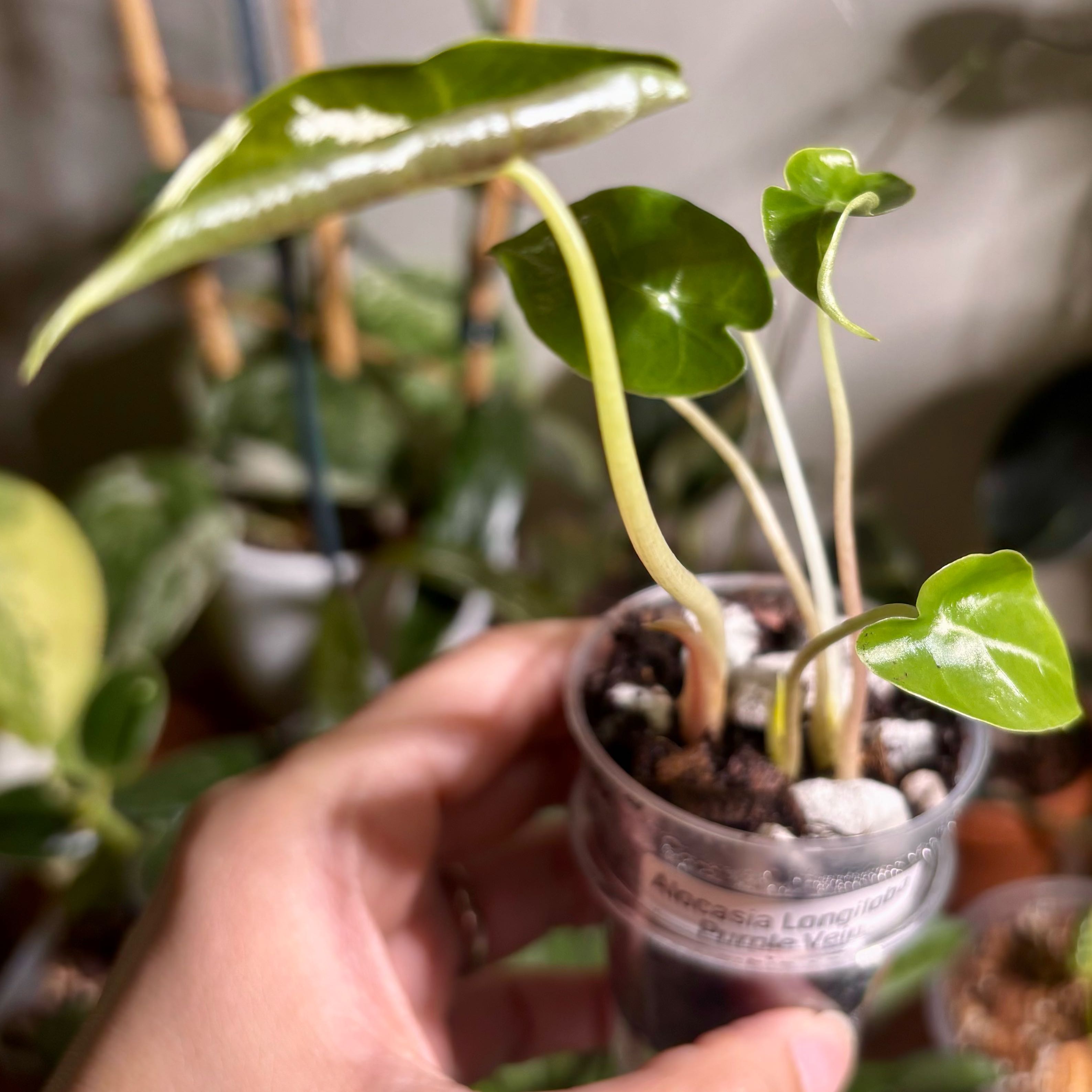 Photo of the plant species Alocasia longiloba purple by @CoriVanSwae named Alocasia Longiloba Purple Vein on Greg, the plant care app