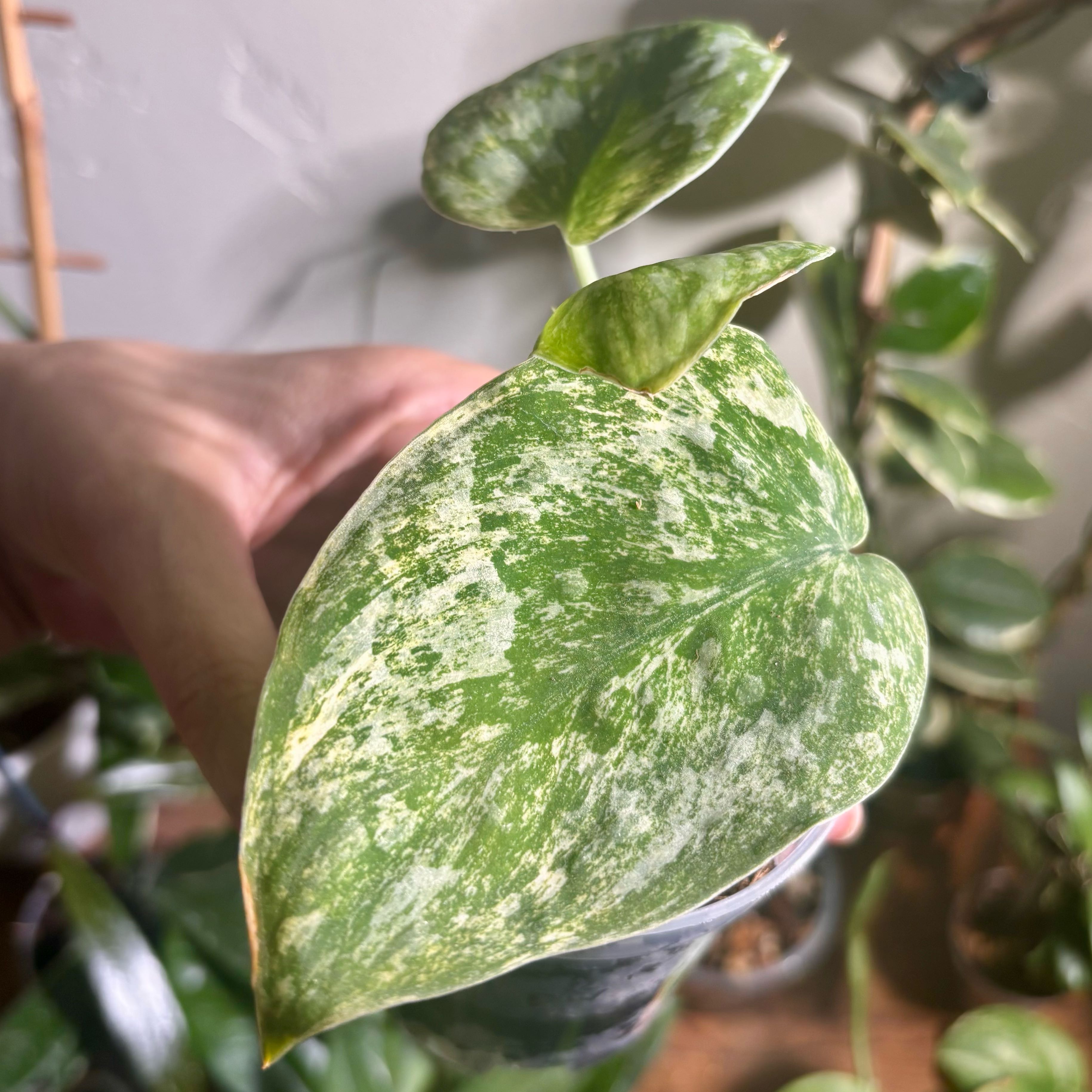 Photo of the plant species Scindapsus variegated by @CoriVanSwae named Scindapsus Tembaga on Greg, the plant care app