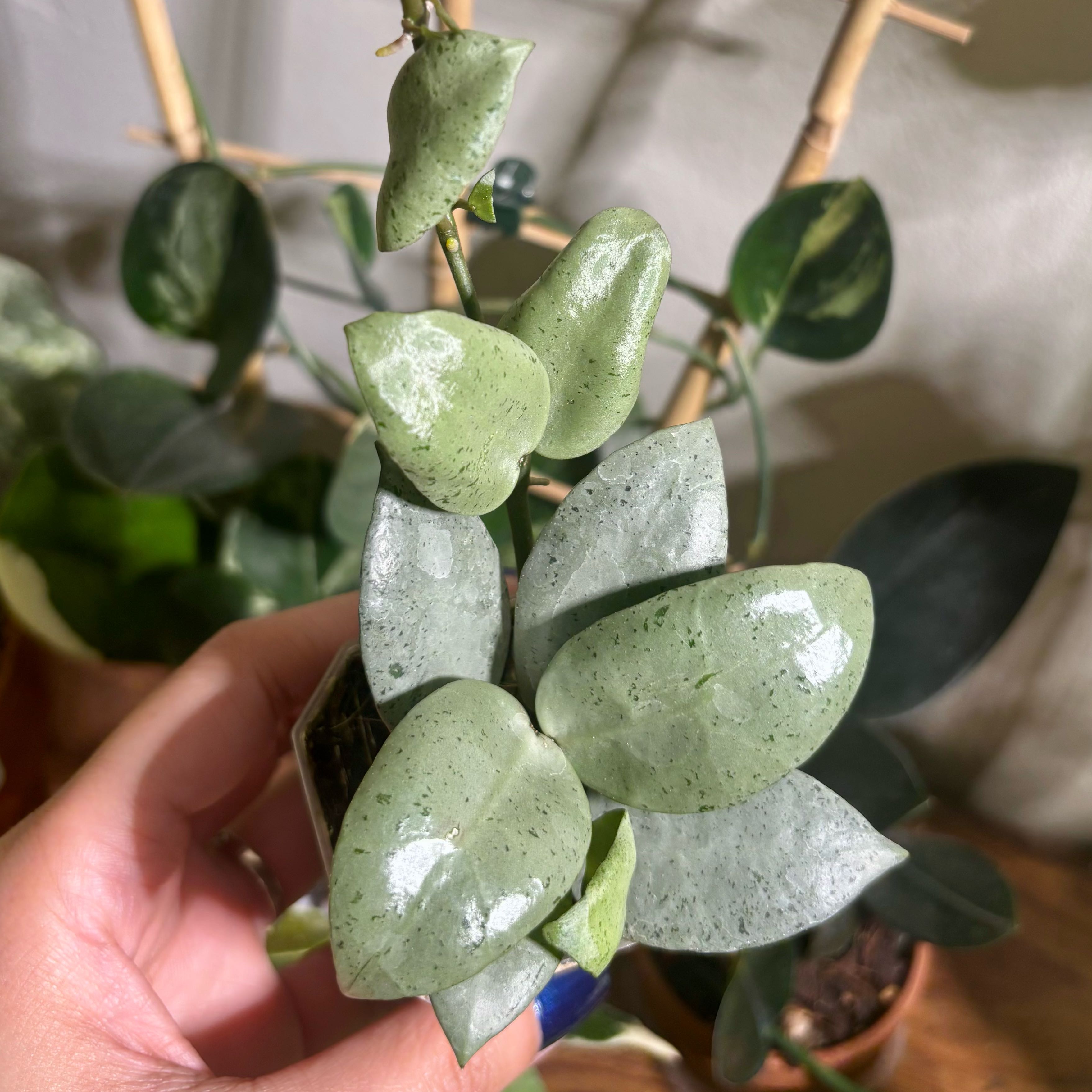 Photo of the plant species Hoya lacunosa 'Sulcata' by @CoriVanSwae named Hoya Lacunosa Silver Pearl on Greg, the plant care app