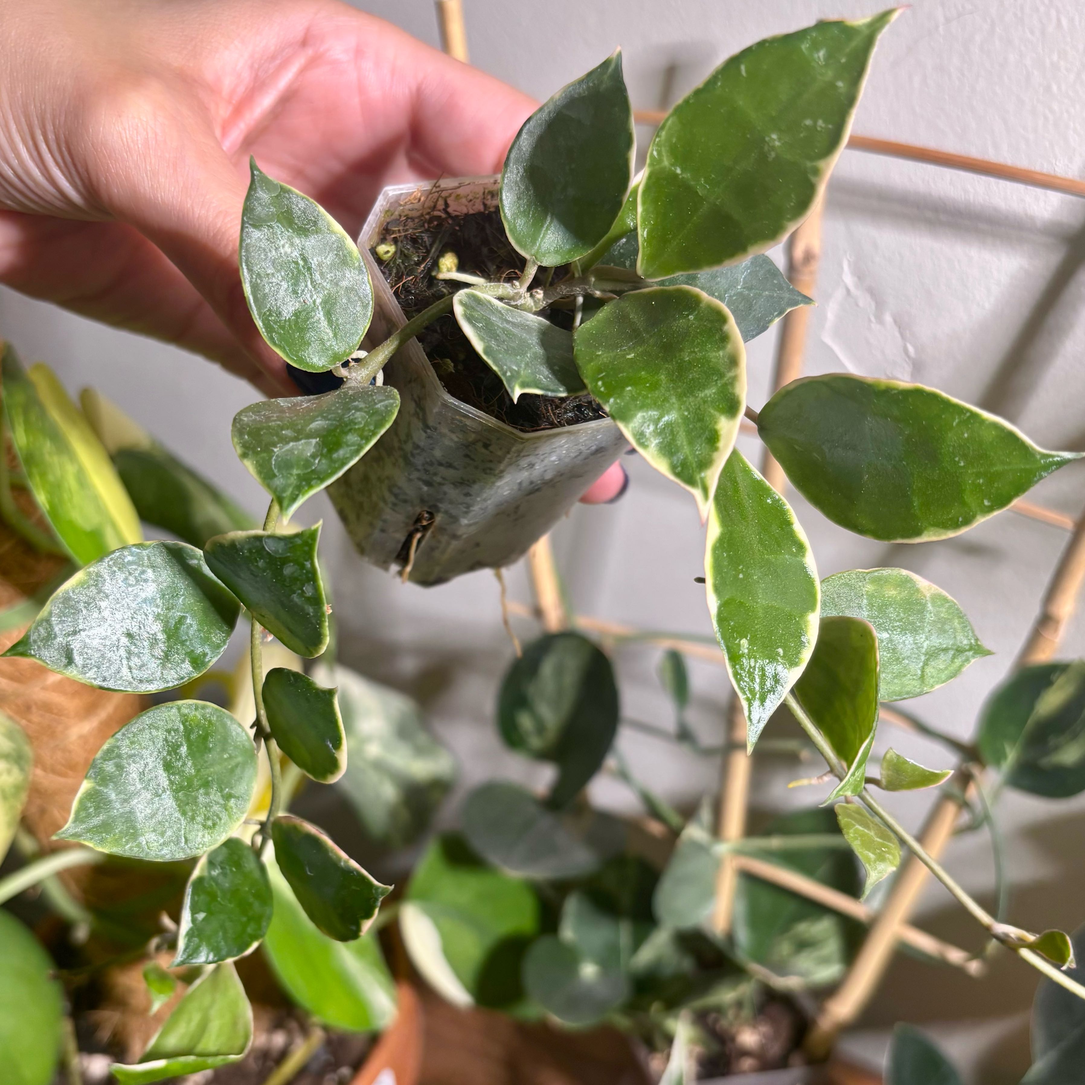 Photo of the plant species Hoya lacunosa ‘Asami’ (cCone 2) by @CoriVanSwae named Hoya Lacunosa Asami Wonosobo on Greg, the plant care app