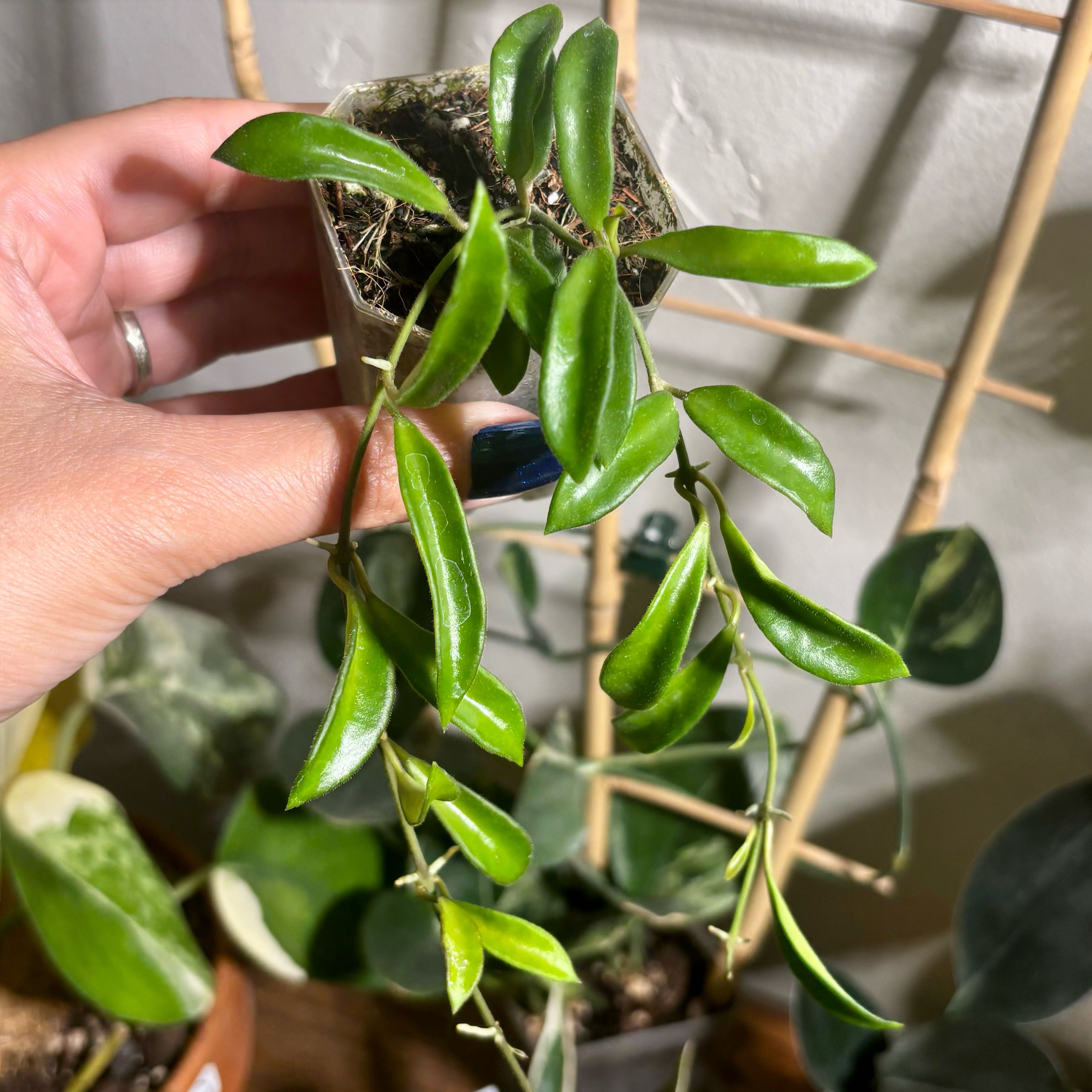 Photo of the plant species Hoya wayetti by @CoriVanSwae named Hoya sp Zambalea Zini on Greg, the plant care app