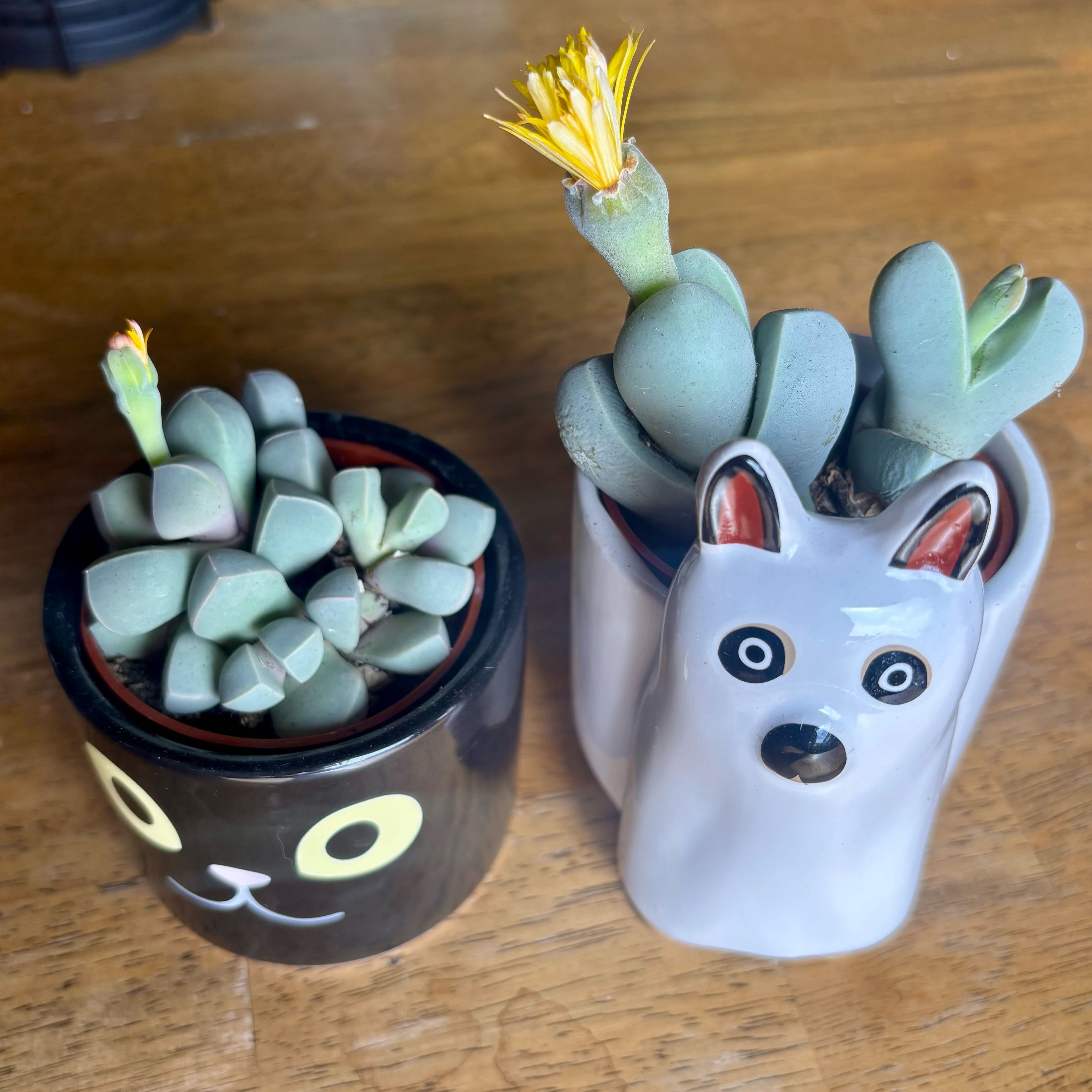 Photo of the plant species Argyroderma pearsonii by @CoriVanSwae named Mando on Greg, the plant care app