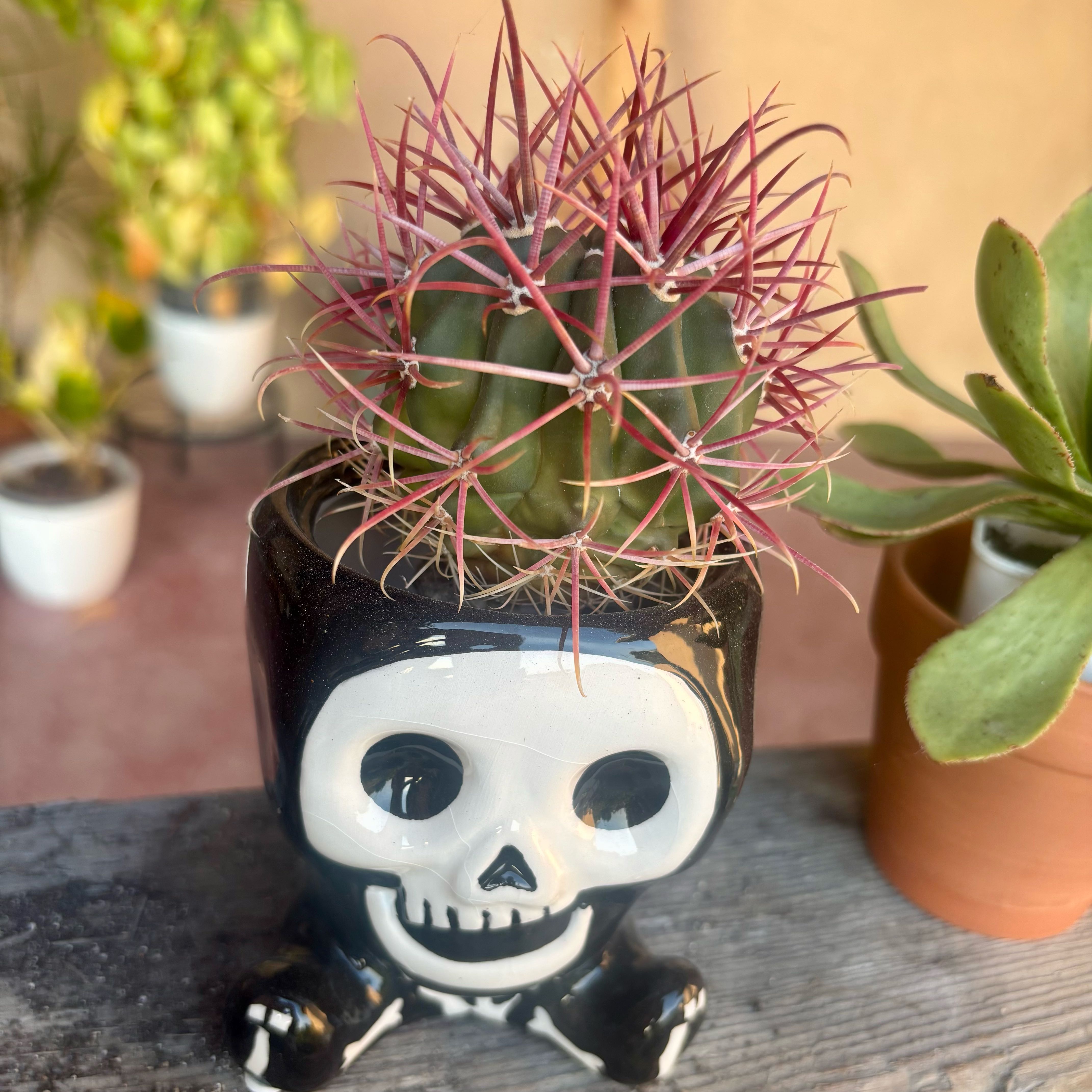 Photo of the plant species Fire Barrel Cactus by @CoriVanSwae named Nemo on Greg, the plant care app