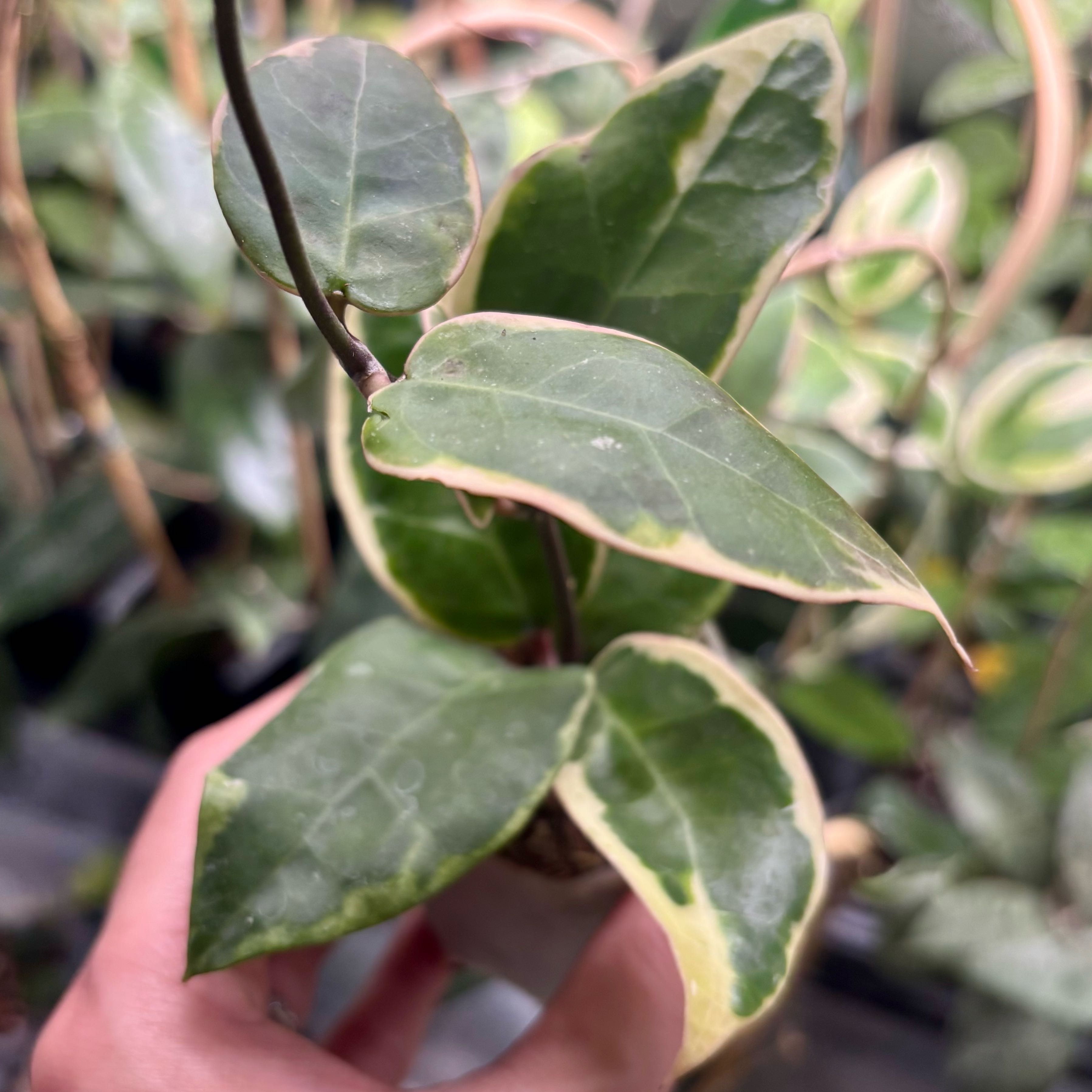 Photo of the plant species Hoya 'Para Albo' by @CoriVanSwae named Hoya Panglay West Java on Greg, the plant care app