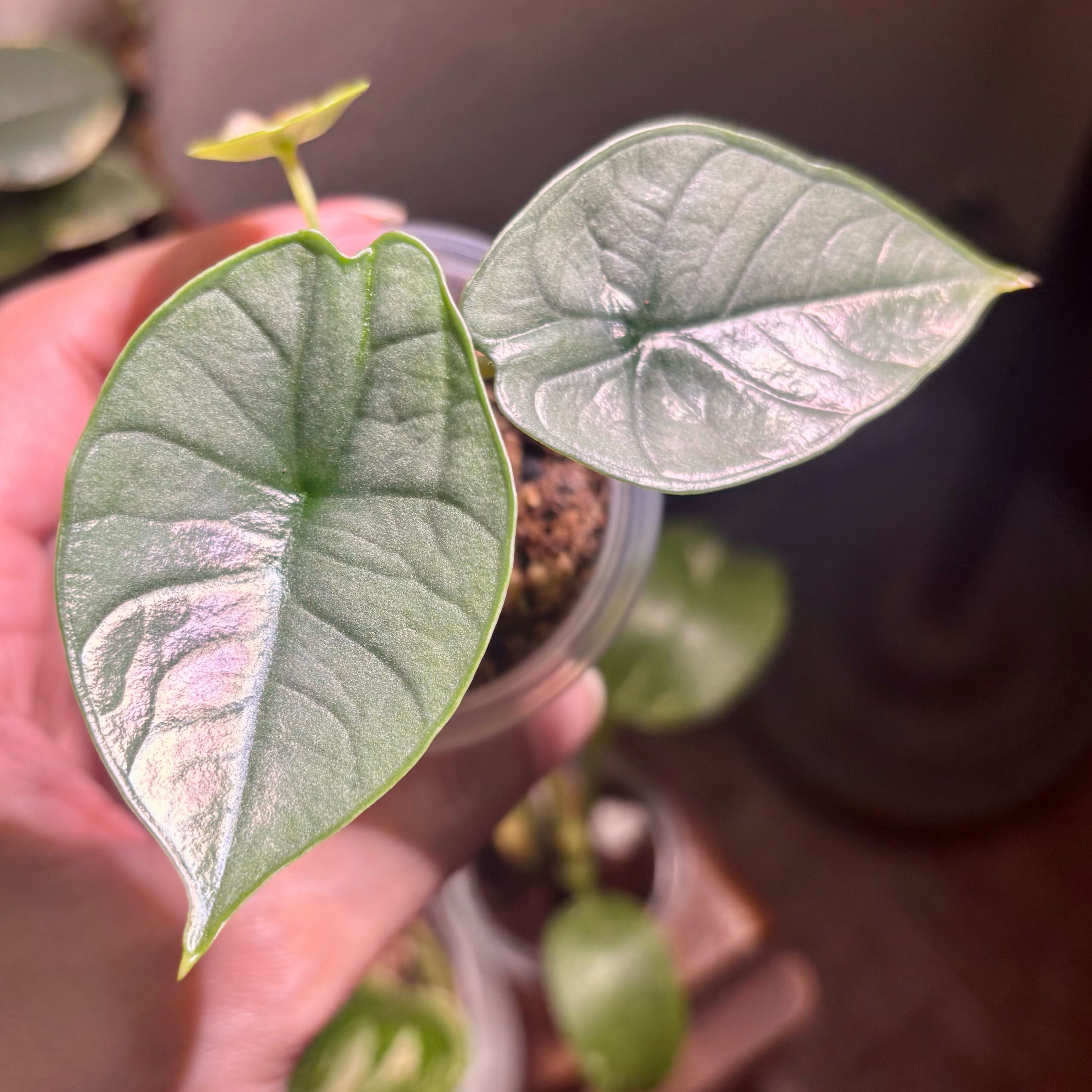 Photo of the plant species Alocasia Bisma Silver by @CoriVanSwae named Alocasia Bisma Silver on Greg, the plant care app