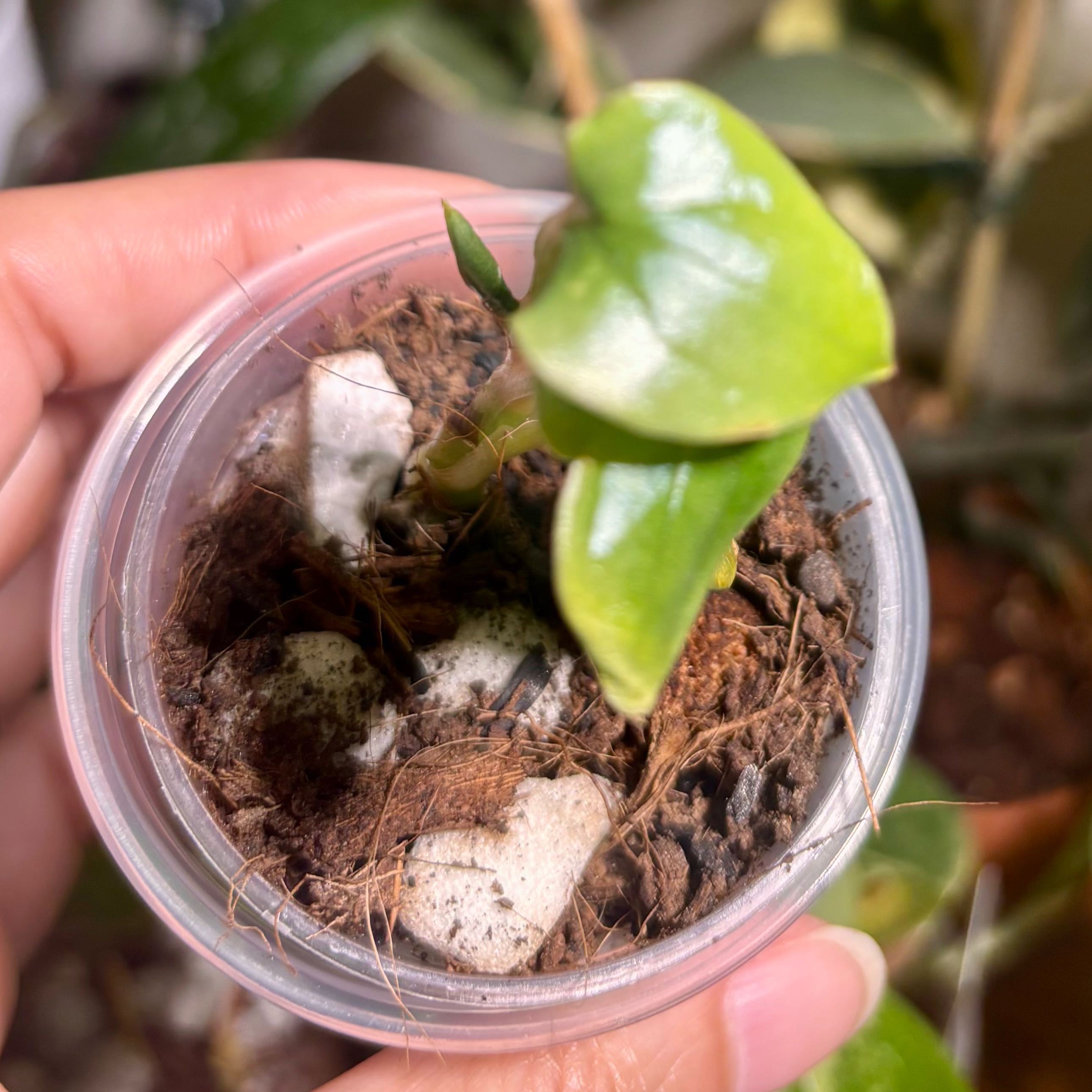 Photo of the plant species Anthurium Luxurians by @CoriVanSwae named Anthurium Luxurians 1 on Greg, the plant care app