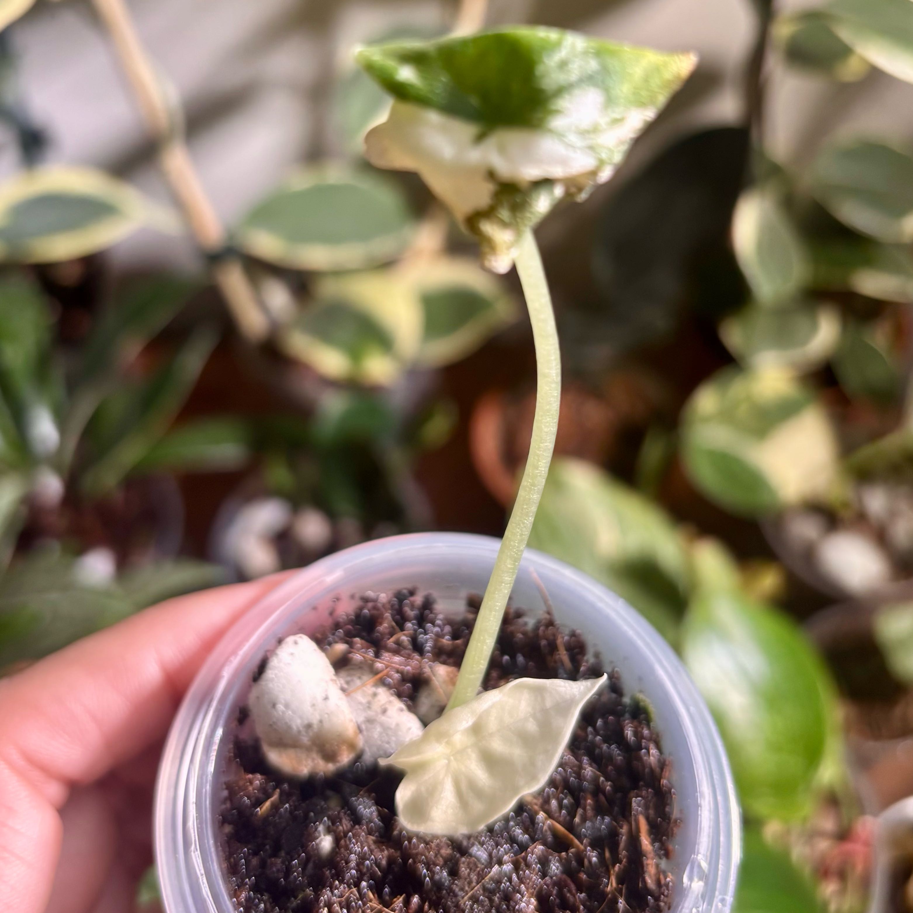Photo of the plant species Alocasia 'Melo' Albo by @CoriVanSwae named Alocasia Melo Albo on Greg, the plant care app