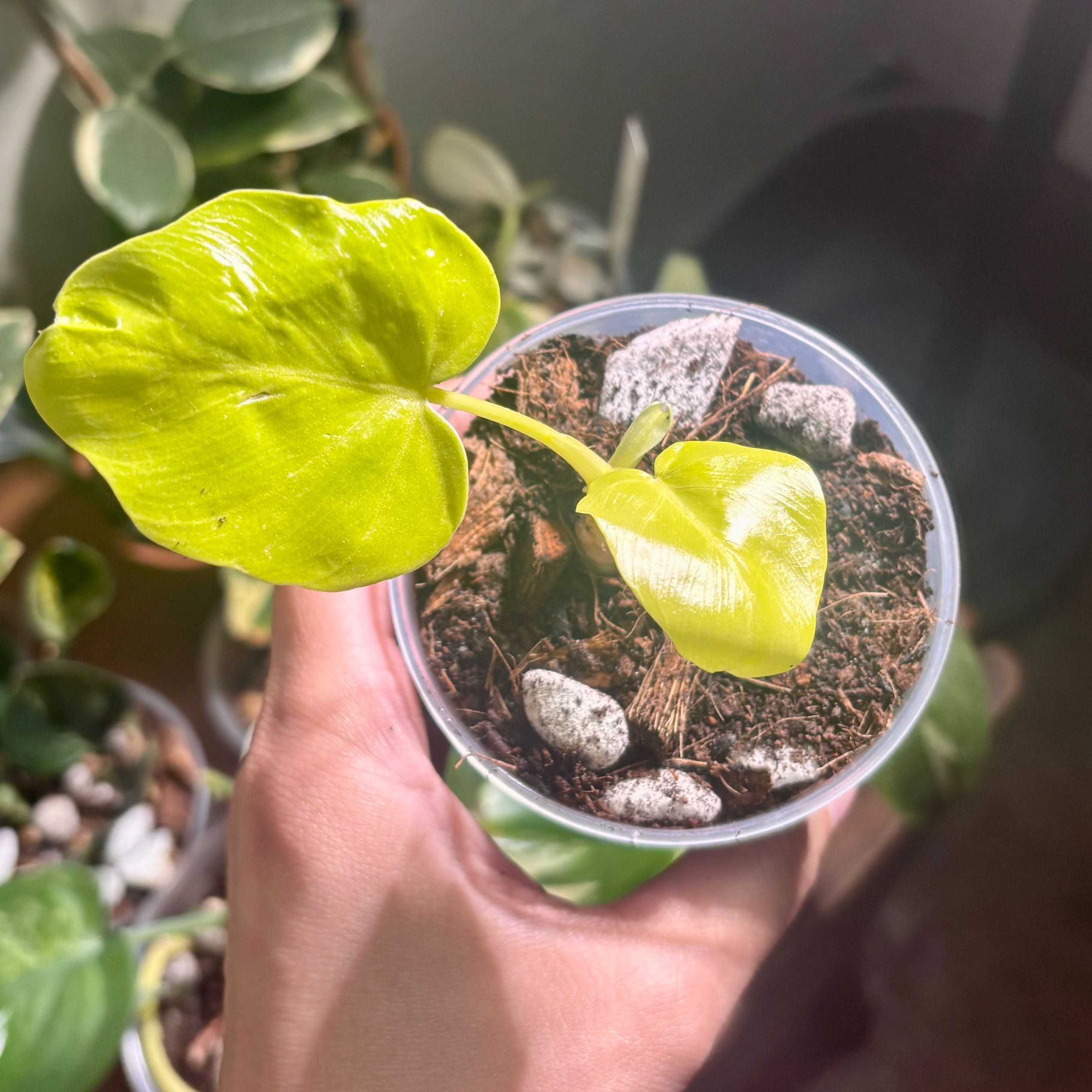 Photo of the plant species Philodendron selloum 'Golden' by @CoriVanSwae named Philodendron Selloum Golden on Greg, the plant care app