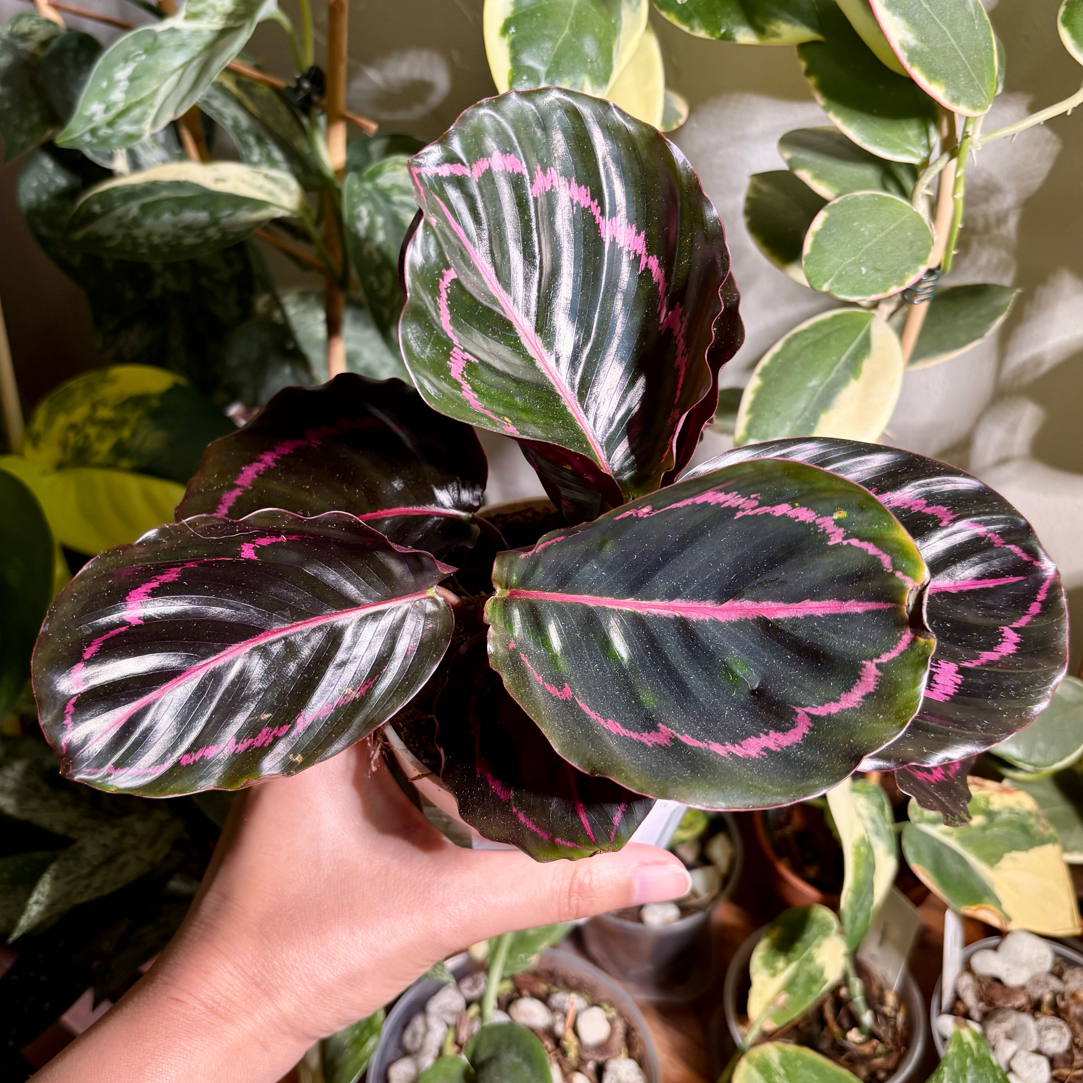 Photo of the plant species Calathea Dottie by @CoriVanSwae named Calathea Dottie on Greg, the plant care app