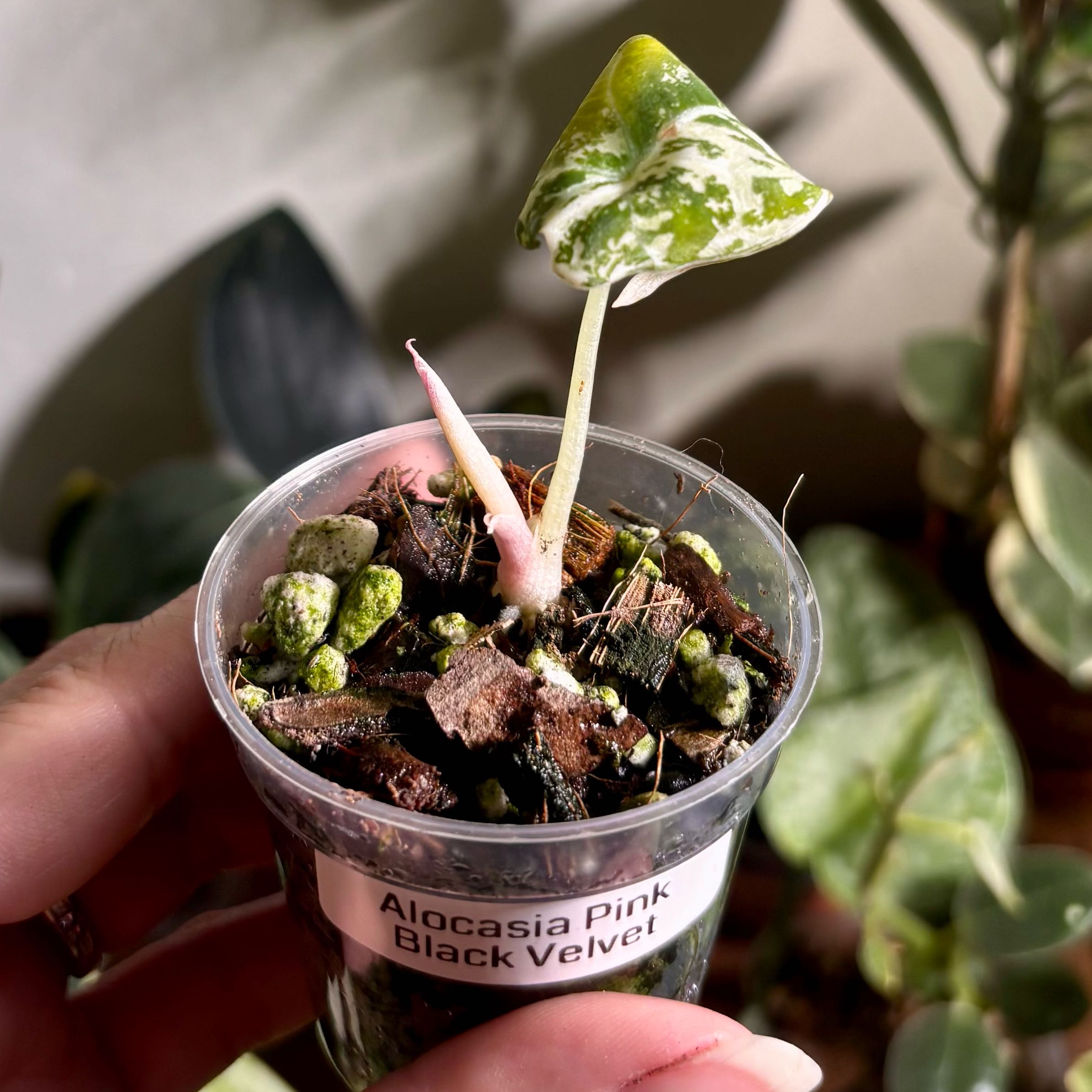 Photo of the plant species Alocasia Pink Black Velvet by @CoriVanSwae named Alocasia Pink Black Velvet on Greg, the plant care app
