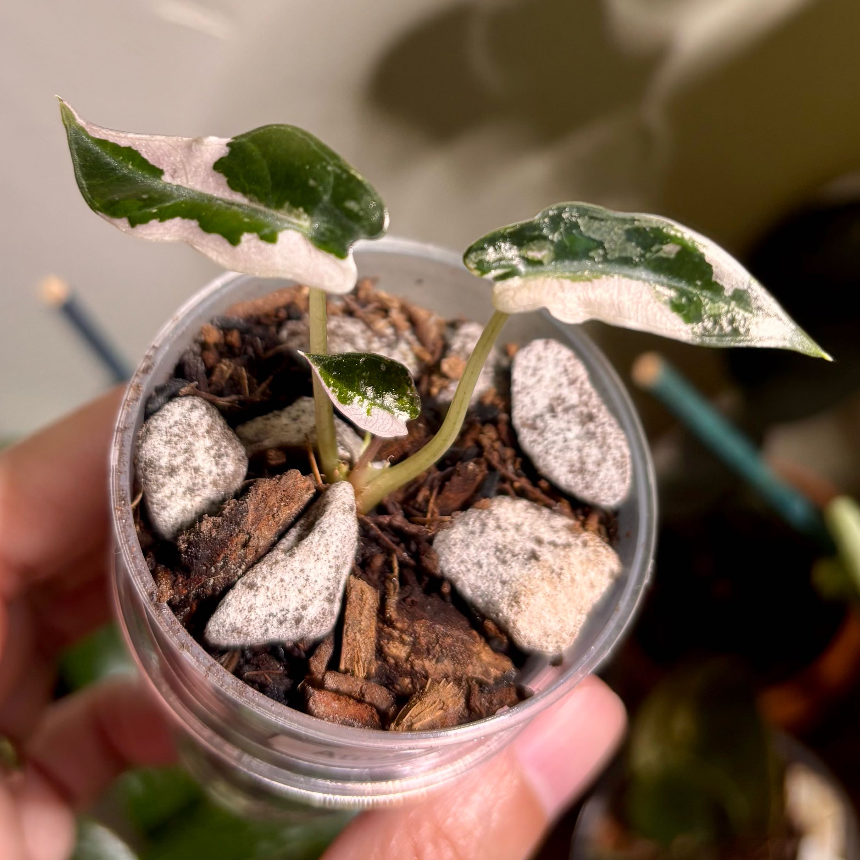 Photo of the plant species Alocasia Pink Bambino by @CoriVanSwae named Alocasia Pink Bambino on Greg, the plant care app