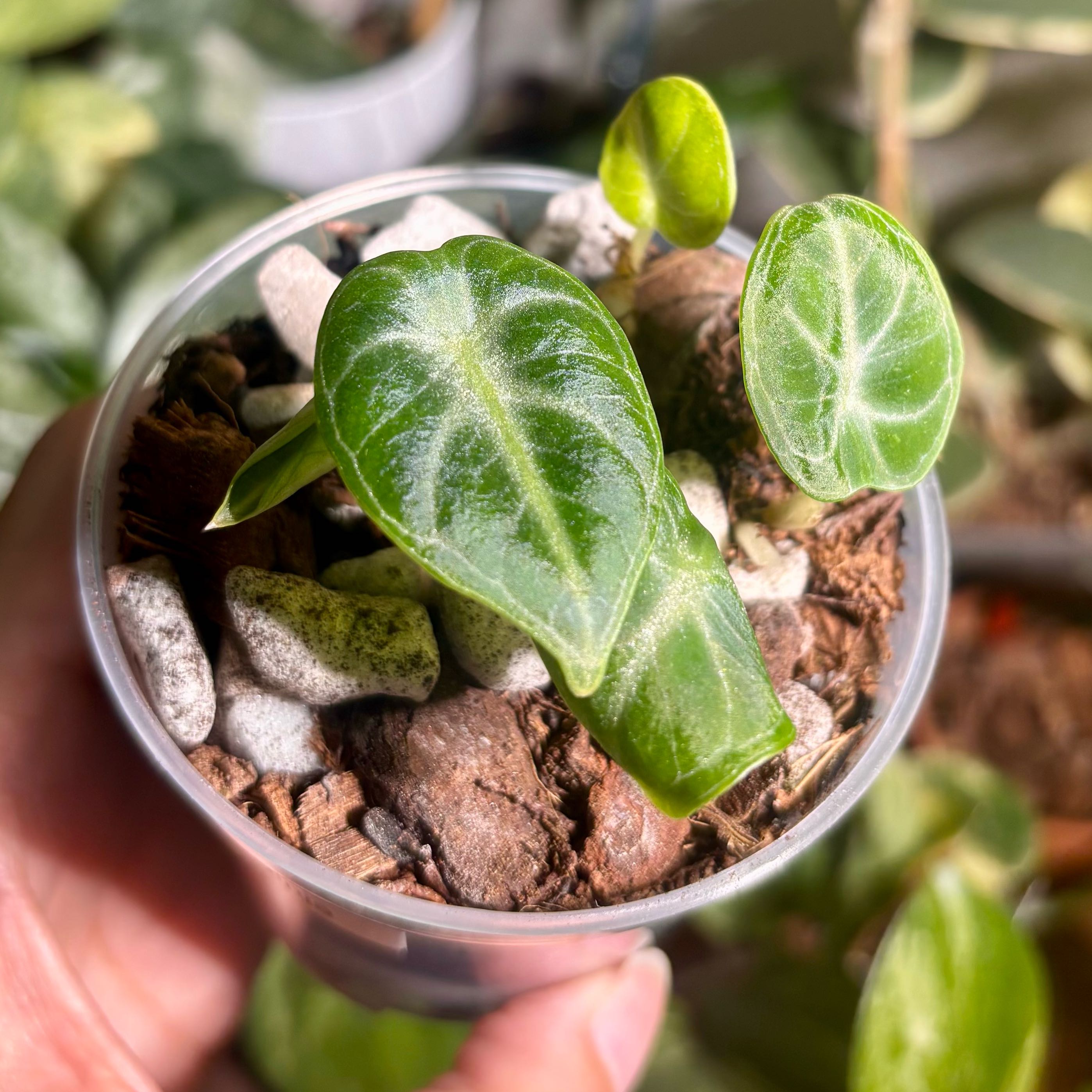 Photo of the plant species Alocasia Black Velvet Ninja by @CoriVanSwae named Alocasia Reginula Ninja on Greg, the plant care app
