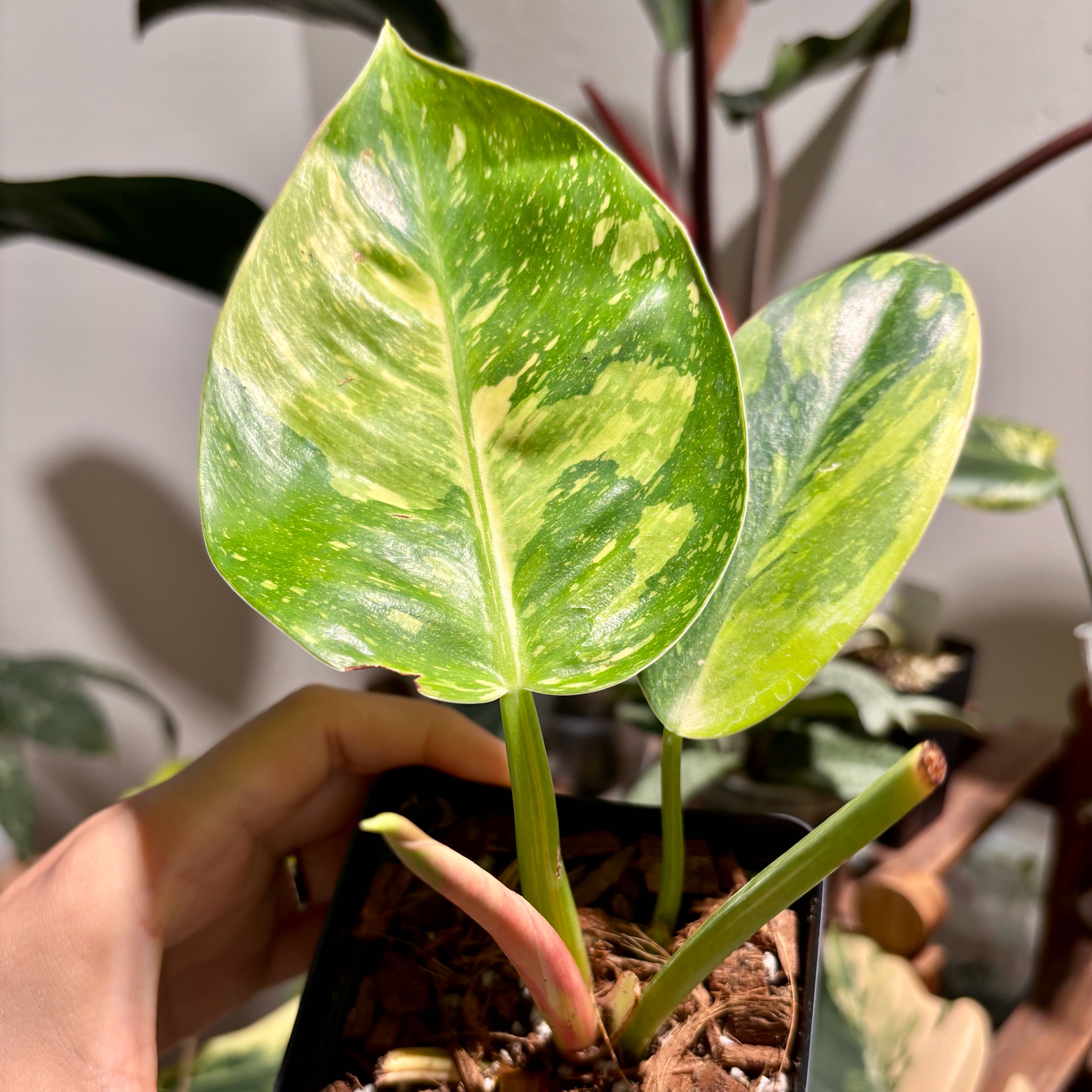 Photo of the plant species Green Congo by @CoriVanSwae named Philodendron Green Congo Nuclear on Greg, the plant care app