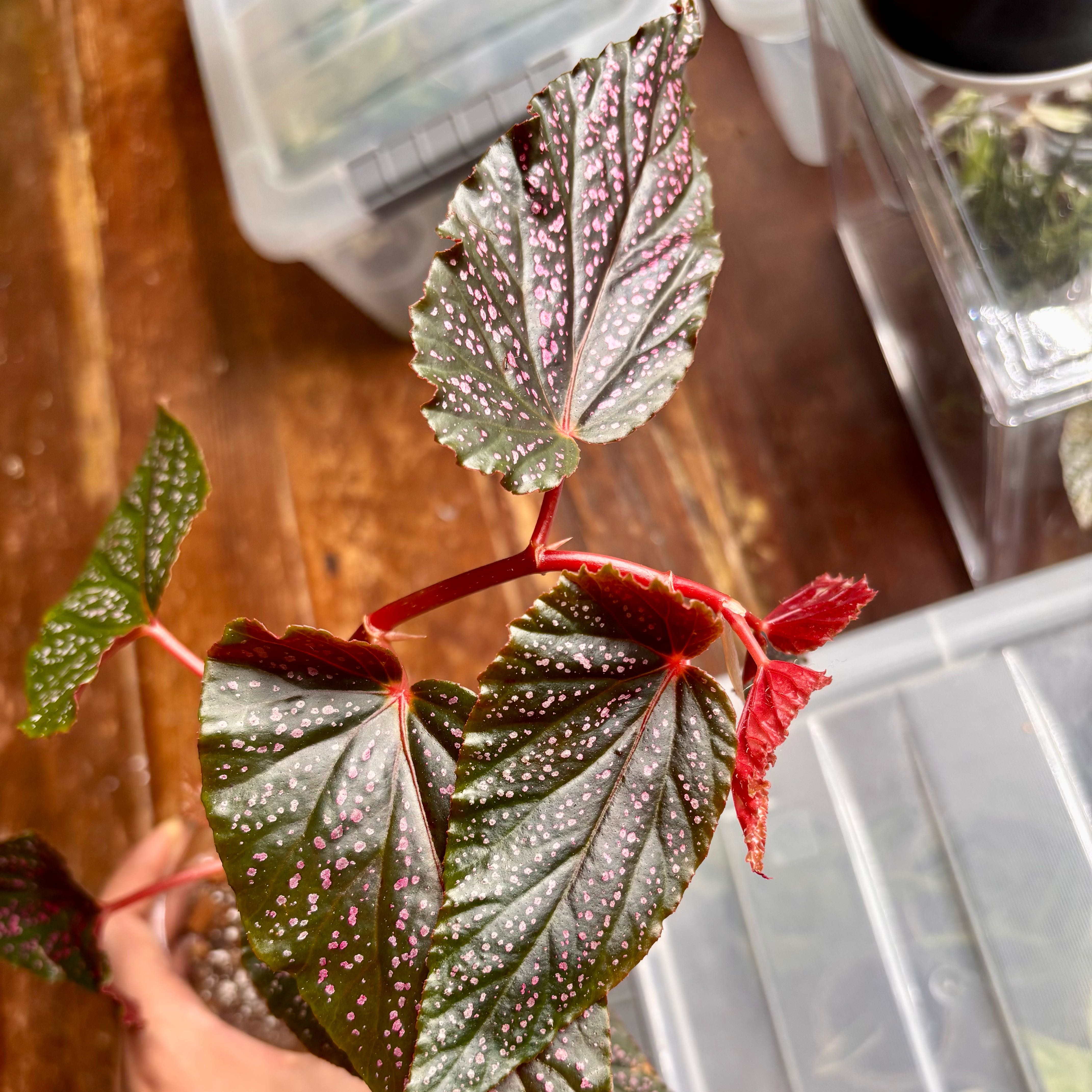 Photo of the plant species Cane Begonia by @CoriVanSwae named Benigo Pink Begonia on Greg, the plant care app