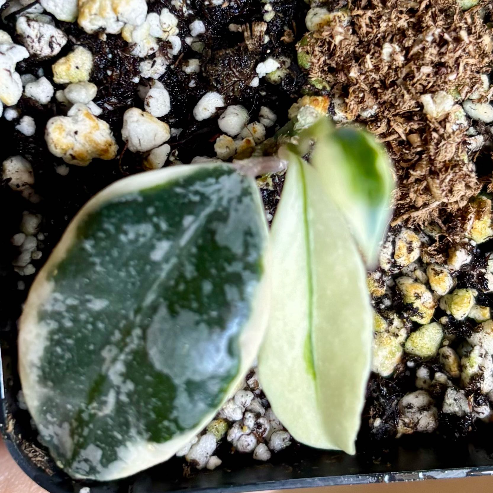 Photo of the plant species Variegated Hoya lacunosa by @CoriVanSwae named Hoya Lacunosa Lumina on Greg, the plant care app