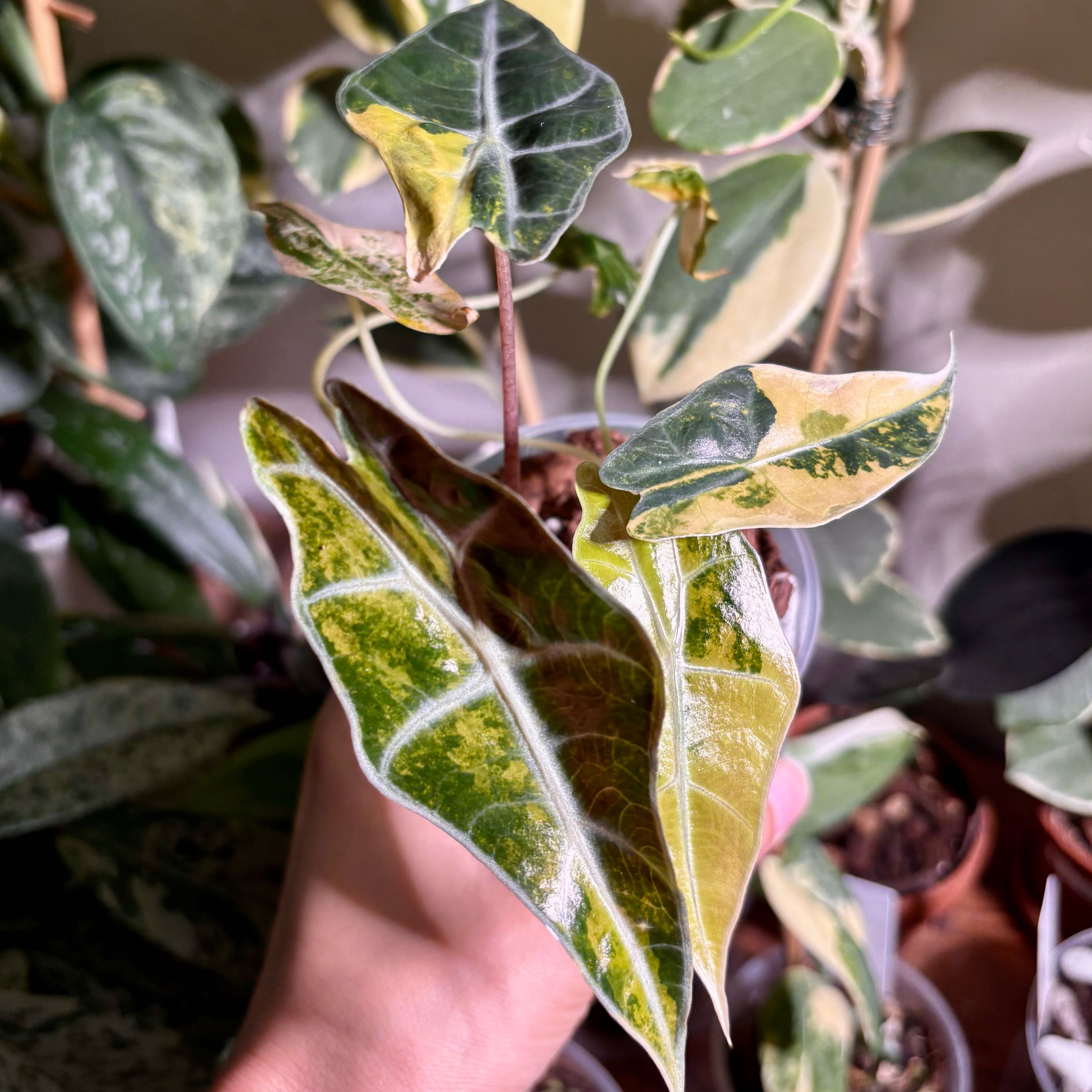 Photo of the plant species Alocasia Bull-sanderiana 'Aurea' by @CoriVanSwae named Alocasia Sanderiana Bull Aurea on Greg, the plant care app
