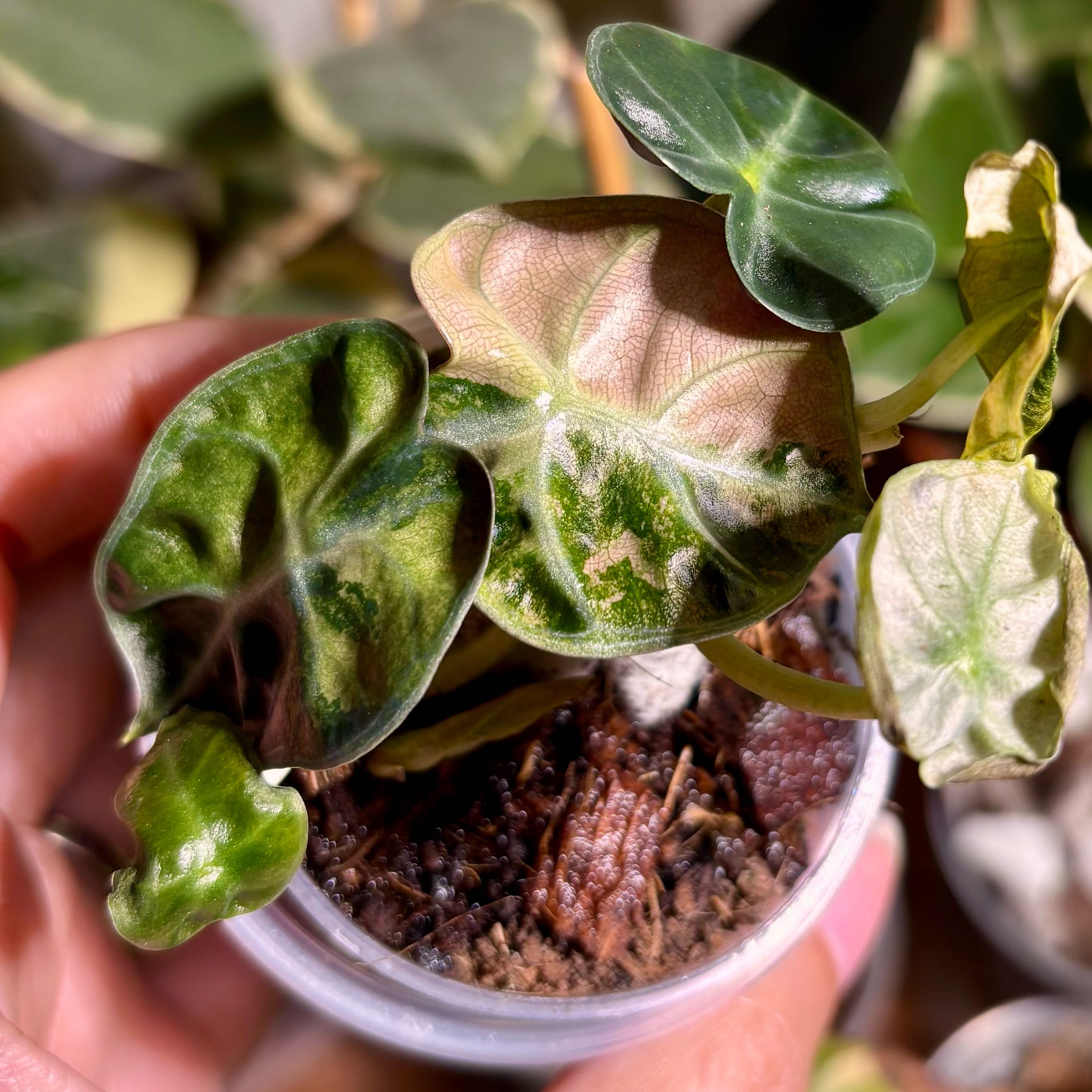 Photo of the plant species Alocasia 'Balloon Heart Pink' by @CoriVanSwae named Alocasia Pink Balloon Heart on Greg, the plant care app
