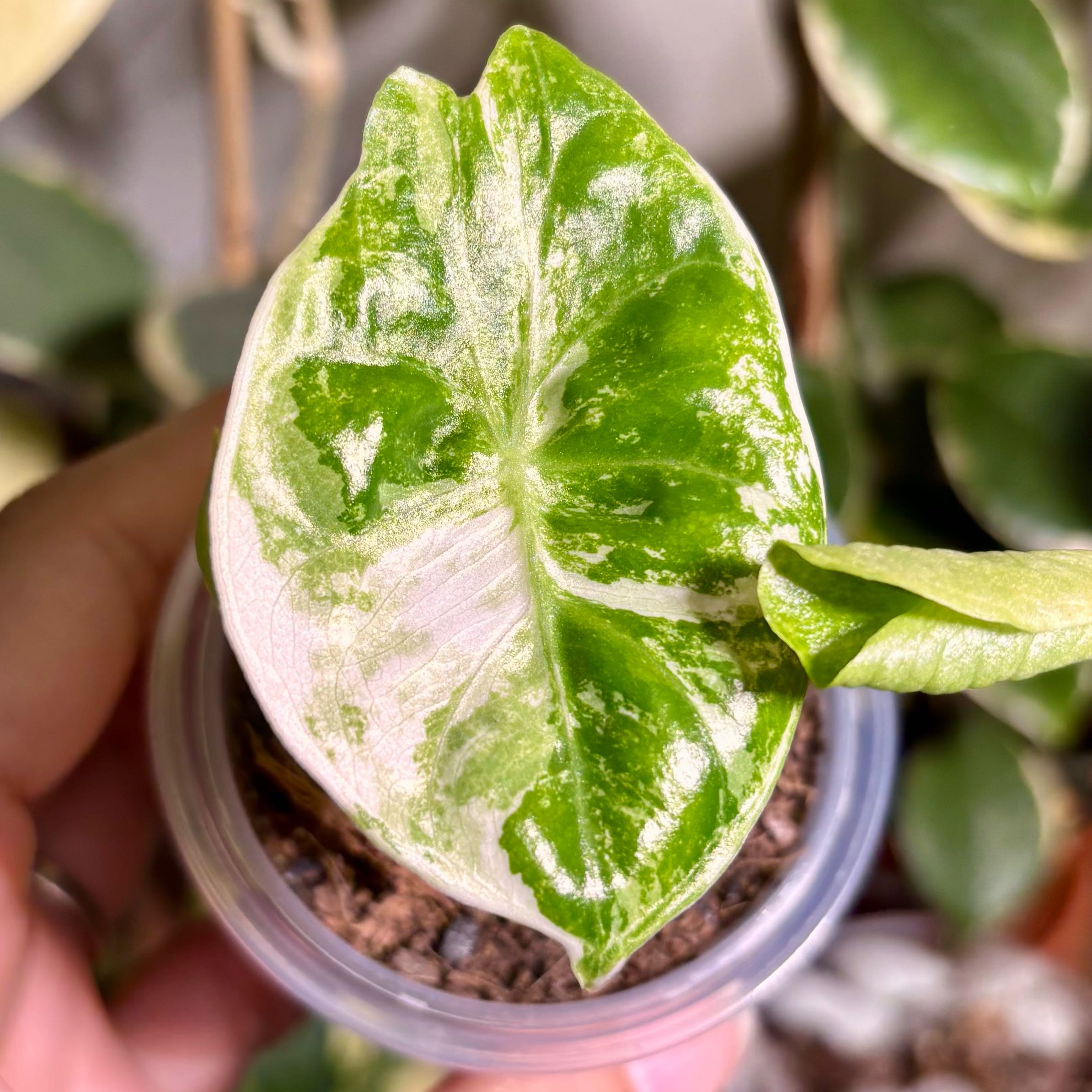 Photo of the plant species Alocasia Nairobi Nights Albo Pink by @CoriVanSwae named Alocasia Nairobi Nights Albo on Greg, the plant care app