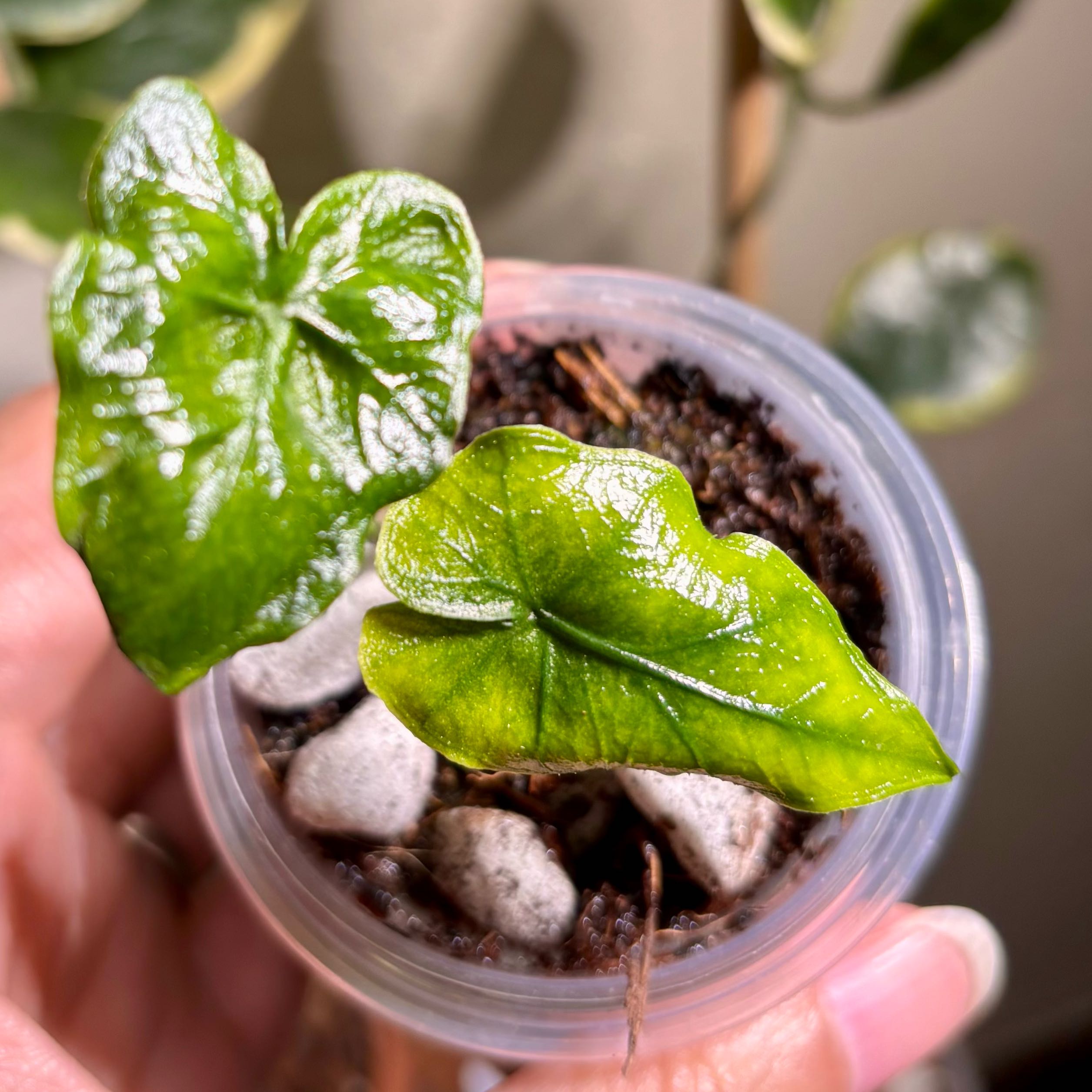 Photo of the plant species Alocasia 'Jacklyn' by @CoriVanSwae named Alocasia Jacklyn Mystic on Greg, the plant care app