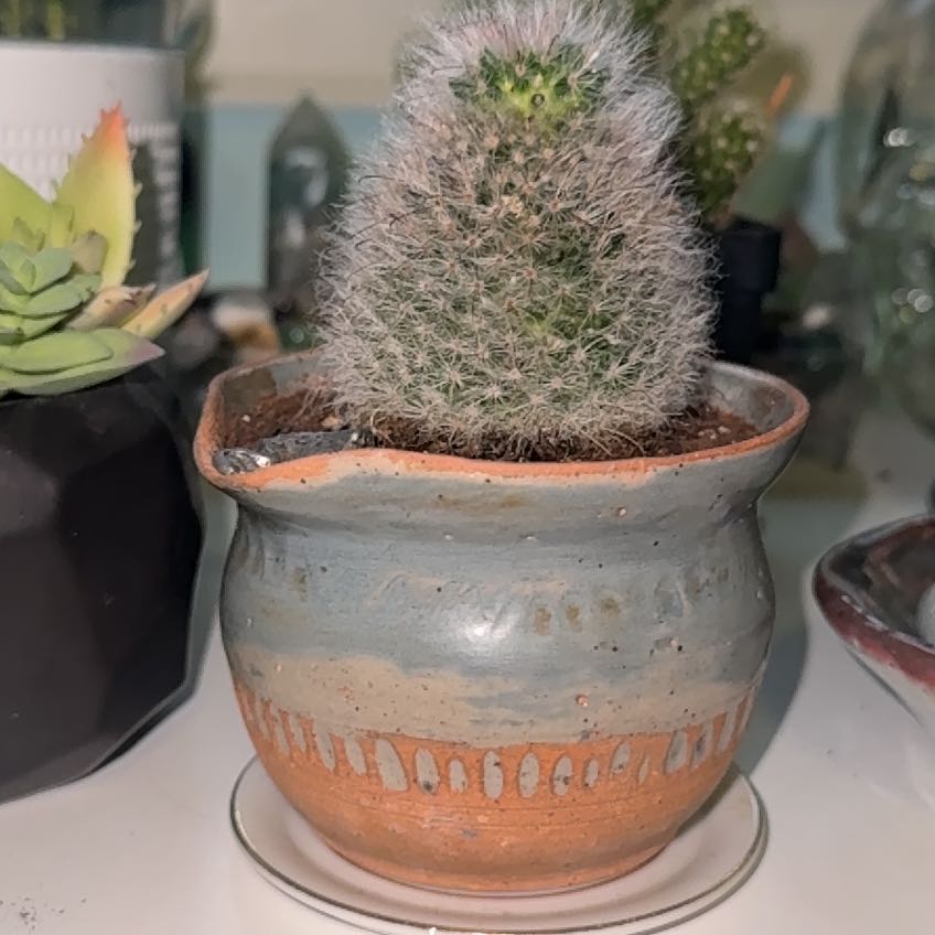 Photo of the plant species Powder Puff Cactus by @PoeticCornplant named ChloroPhil on Greg, the plant care app