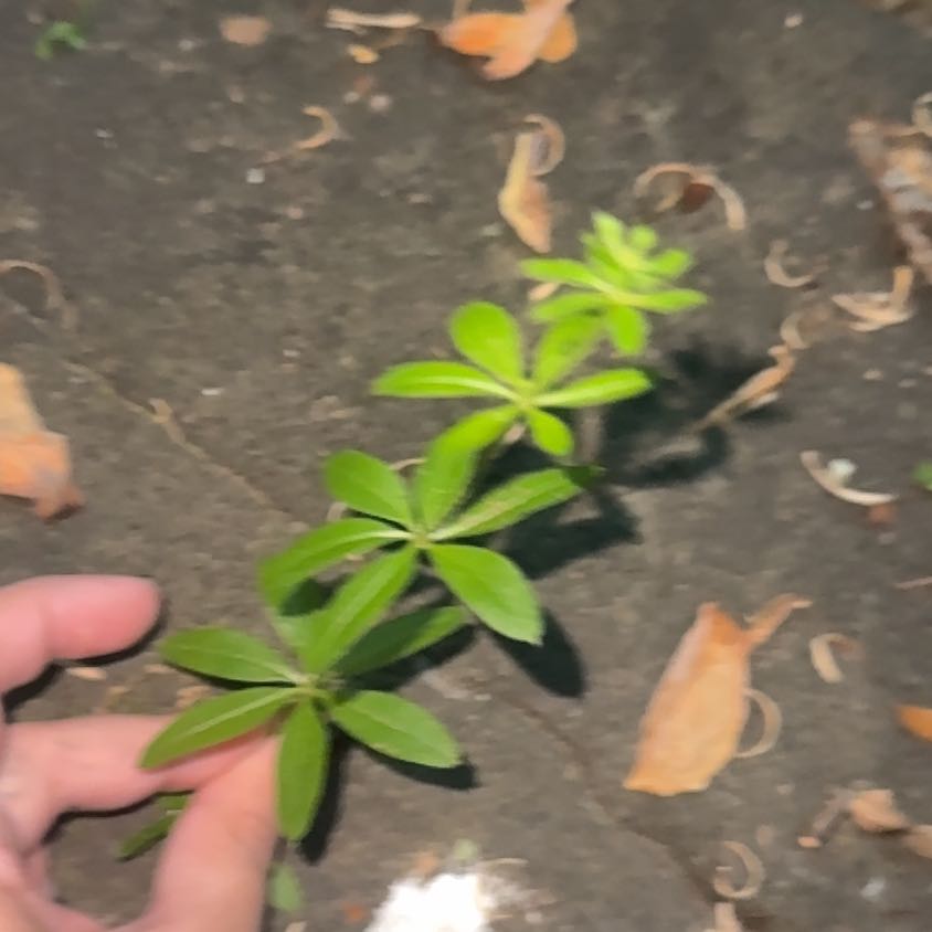 Photo of the plant species Galium Odoratum by @PoeticCornplant named Captain Plant-it on Greg, the plant care app