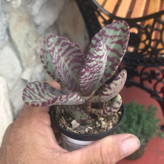 Photo of the plant species kalanchoe Partridge by @HappyCurlyjade named Zebra on Greg, the plant care app