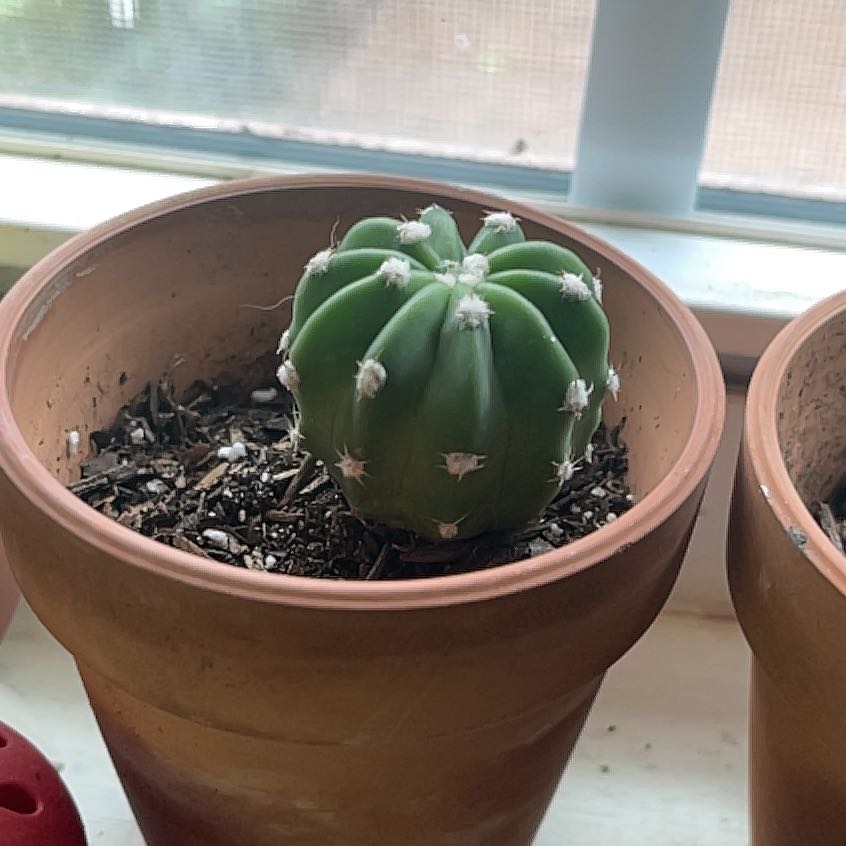 Photo of the plant species Silver Dollar Cactus by @ClassicRaintree named Ronaldo on Greg, the plant care app