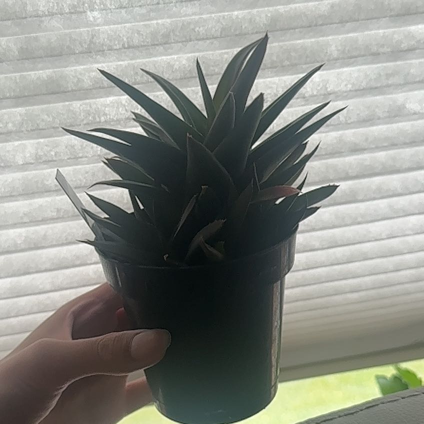 A healthy Alworthia 'Black Gem' plant in a pot, held by a hand.