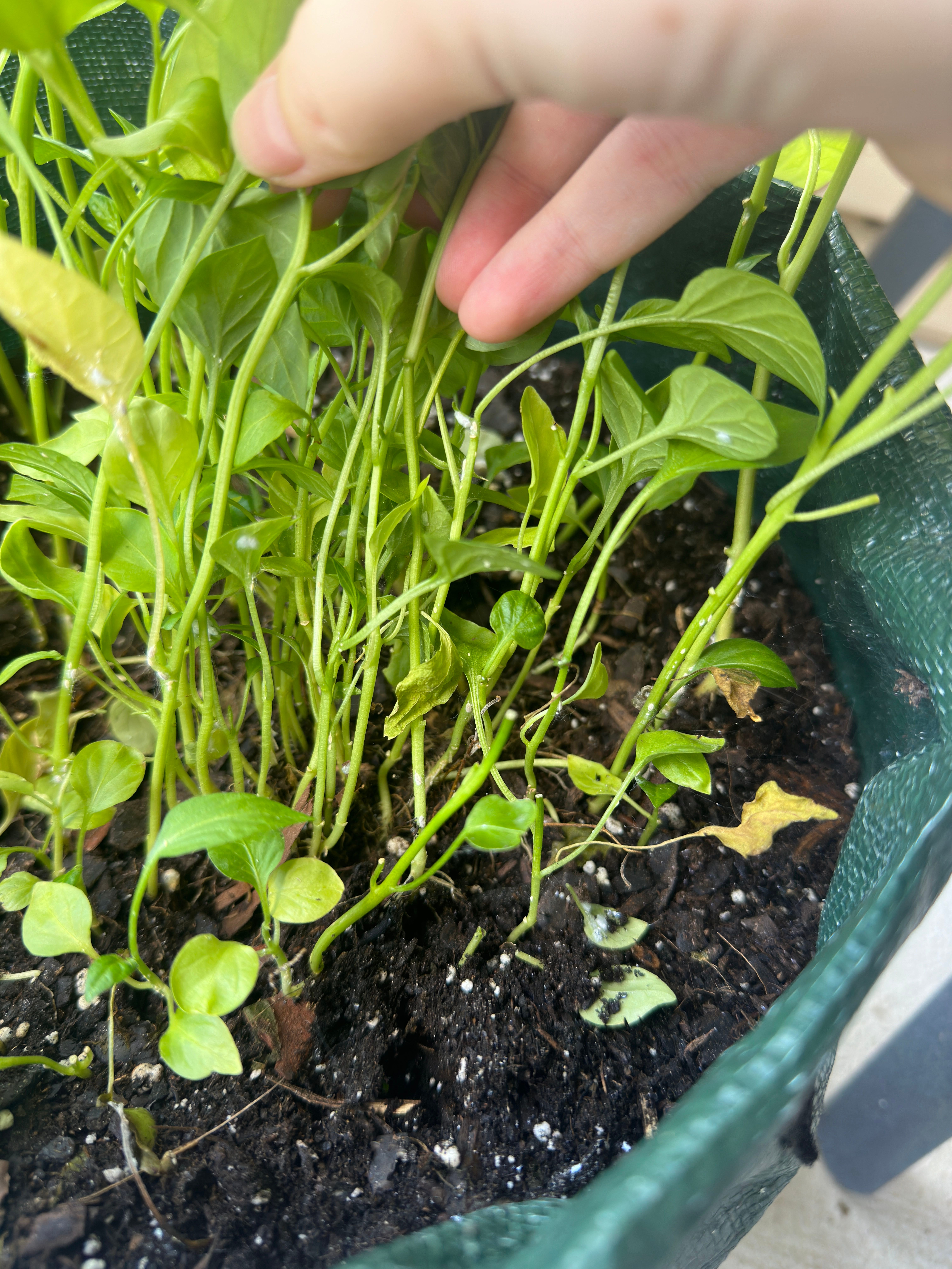 Jalapeno Pepper Plant Care Water, Light, Nutrients Greg App 🌱