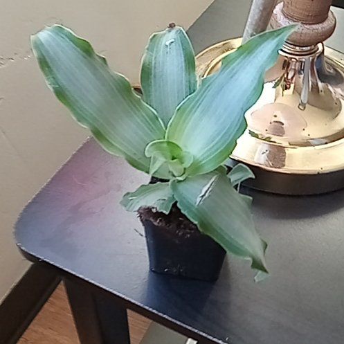 Basket Plant uploaded to the Greg plant app by @HighAdelinia