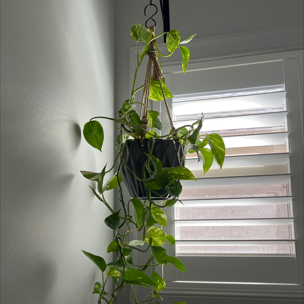 Photo of the plant species variagated pothos by @WinVaseyoak named Achilles on Greg, the plant care app