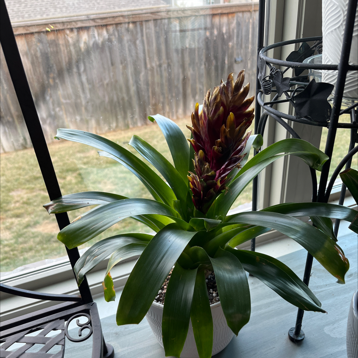 Bromeliad Medusa plant indoors near a window with a prominent flower spike.