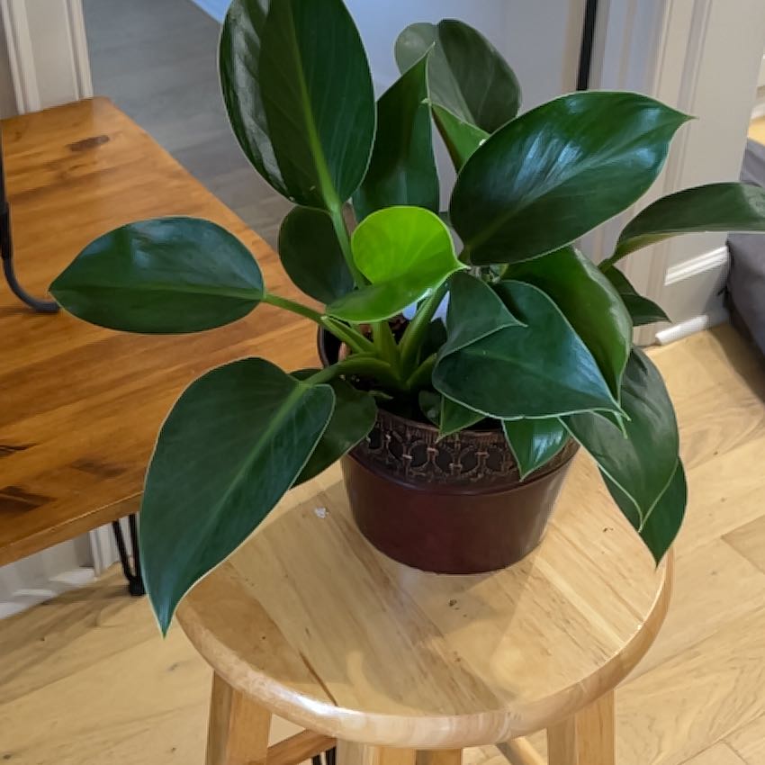 Healthy Green Princess plant with glossy green leaves in a pot on a wooden stool indoors.