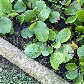 Photo of the plant species Heart-Leaved Bergenia by @TopAngelplant named Bella on Greg, the plant care app