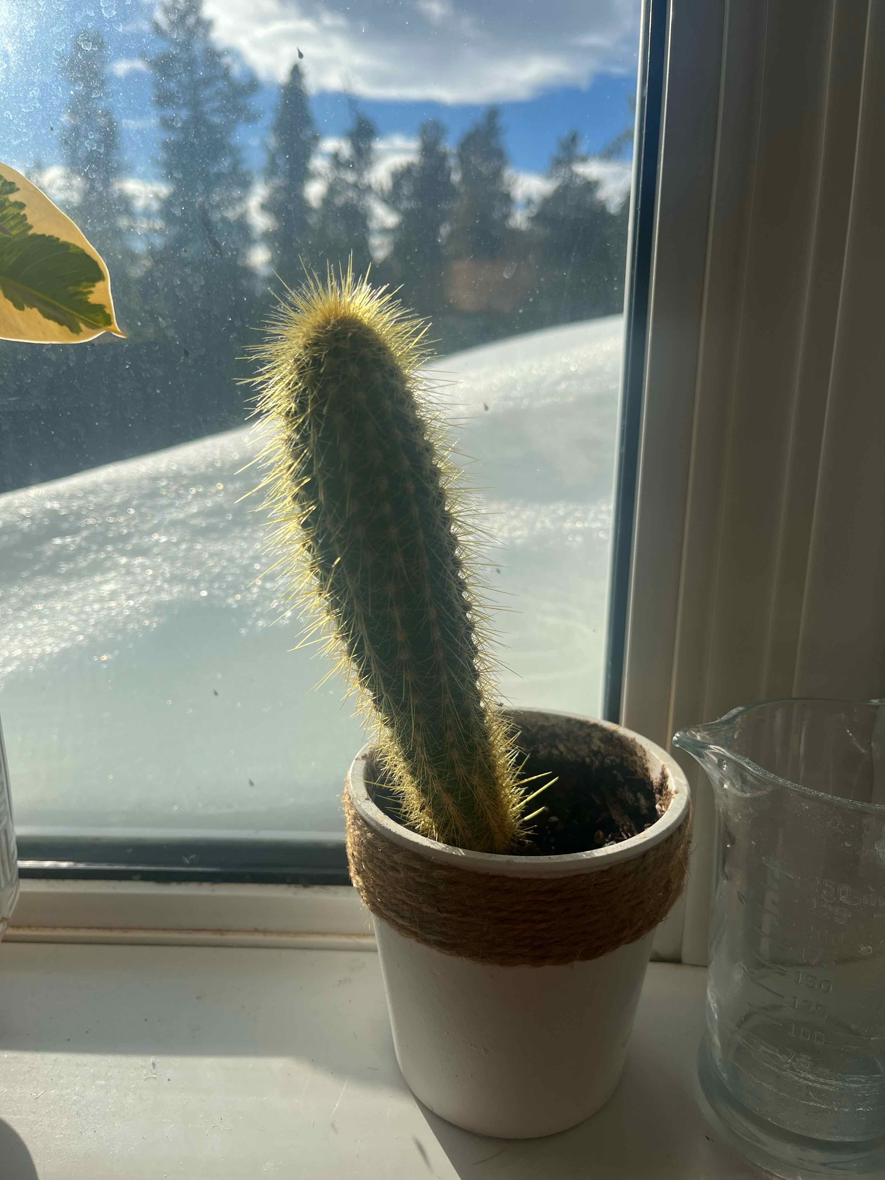 Engelmann's Hedgehog Cactus in a white pot on a windowsill with a snowy background.