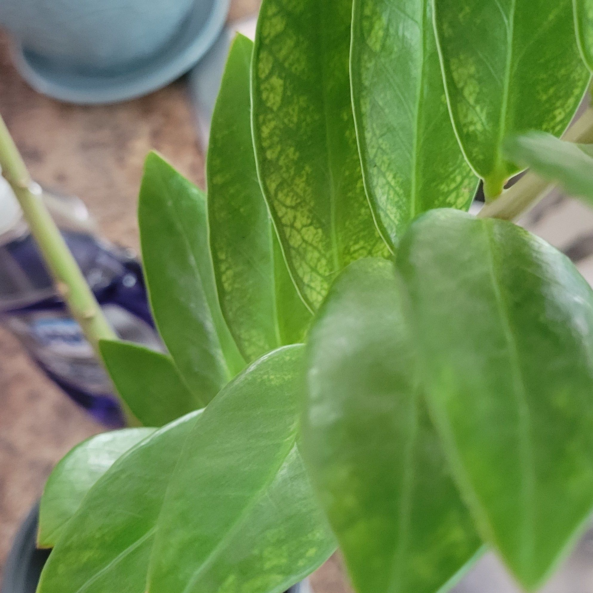 Close-up of a Chameleon ZZ Plant with green, glossy leaves.