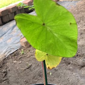 Photo of the plant species white lava by @GiddyFrogbit named Zion on Greg, the plant care app