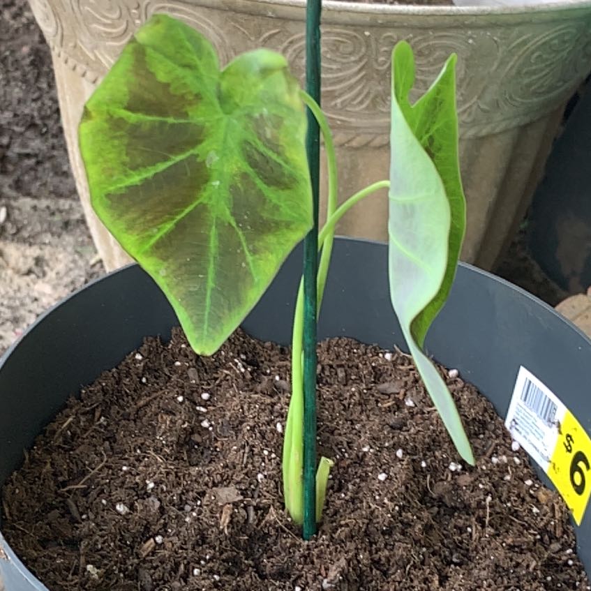 Young Colocasia 'Black Beauty' plant in a pot with some yellowing and browning leaves.