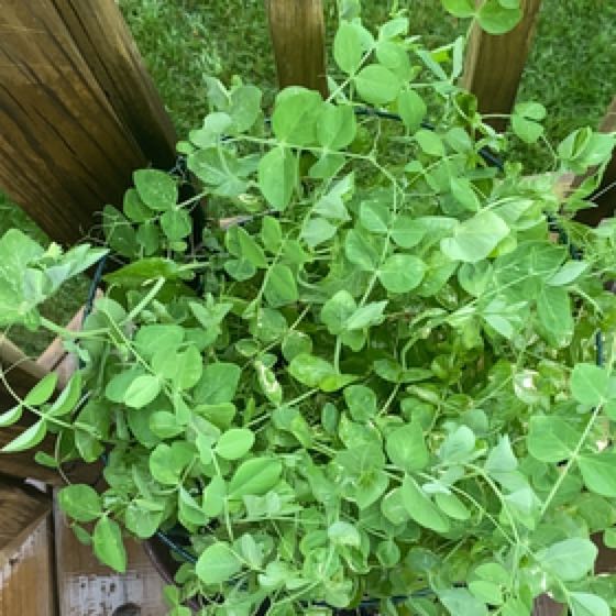 Photo of the plant species Pea sprout by @SirDisphyma named Bruce Lee on Greg, the plant care app