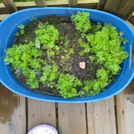 Photo of the plant species Carrot Fern by @SirDisphyma named Forrest on Greg, the plant care app