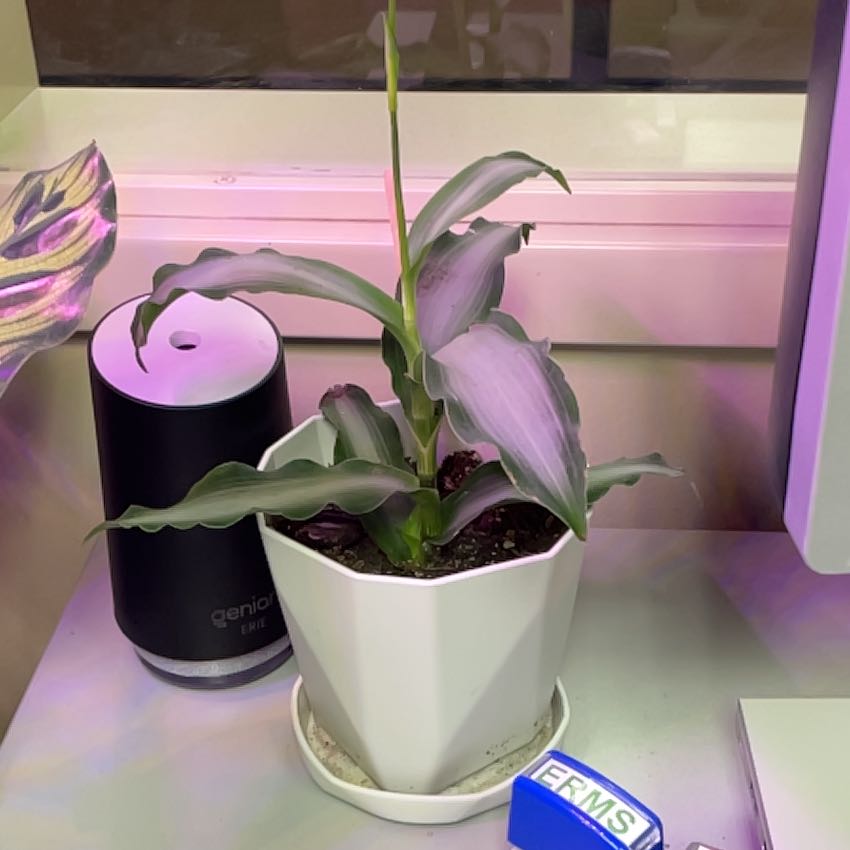 Bright Star Murdannia plant in a white pot on a desk near a window.