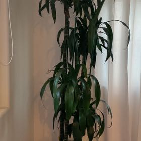 Photo of the plant species Dracaena 'Michiko' by @PowerfulRye named Foxxy on Greg, the plant care app